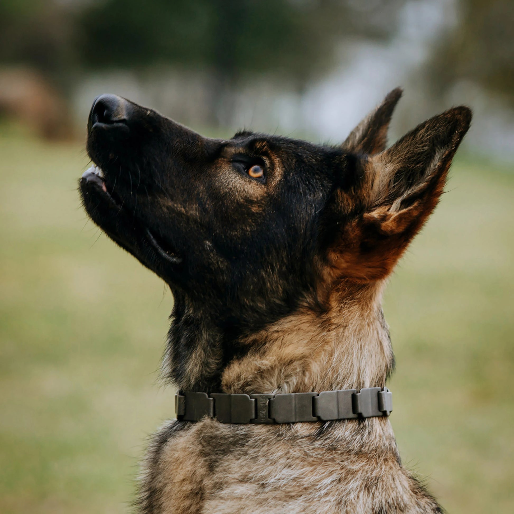Hund mit NeckTech Fun Halsband