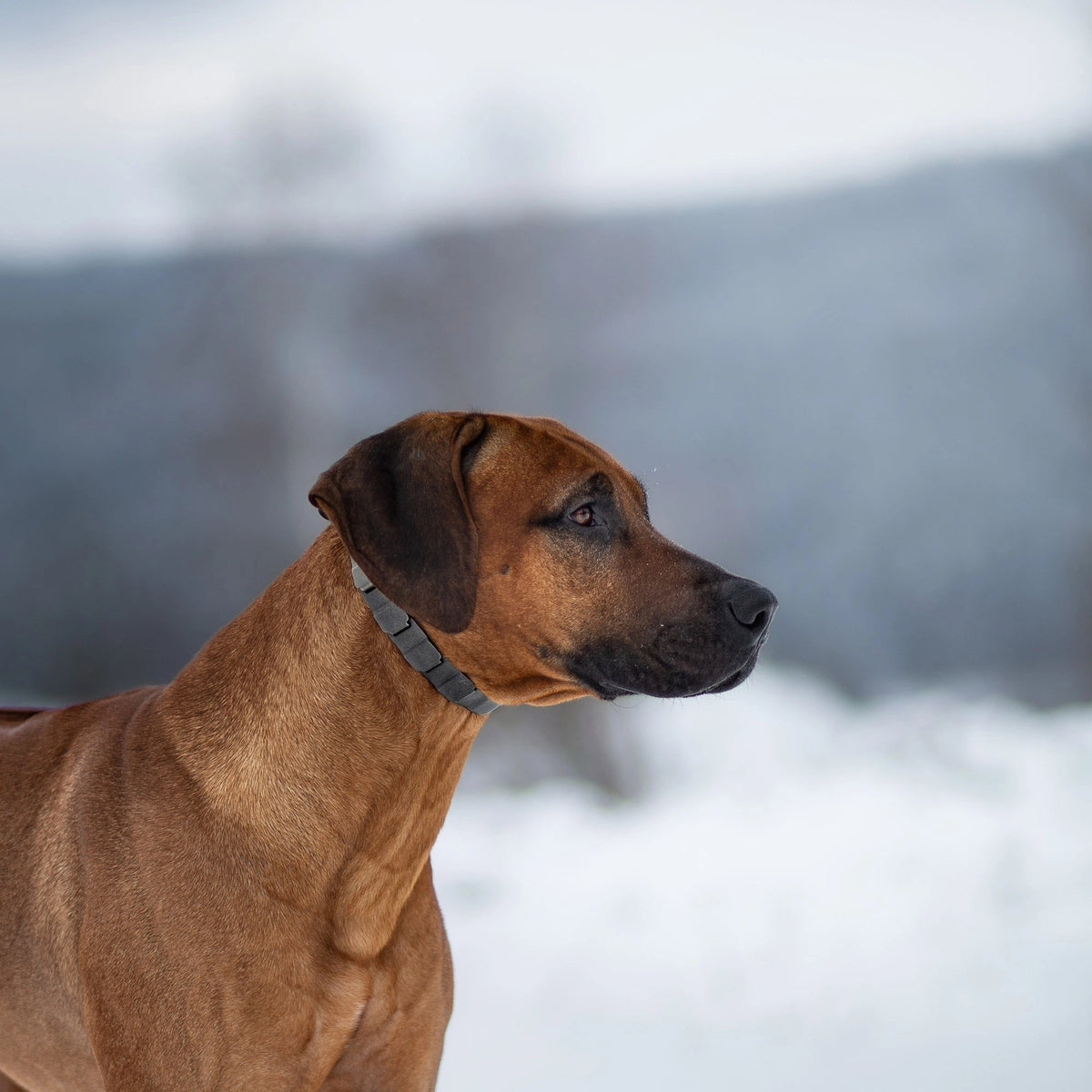 Hund mit NeckTech Fun Halsband