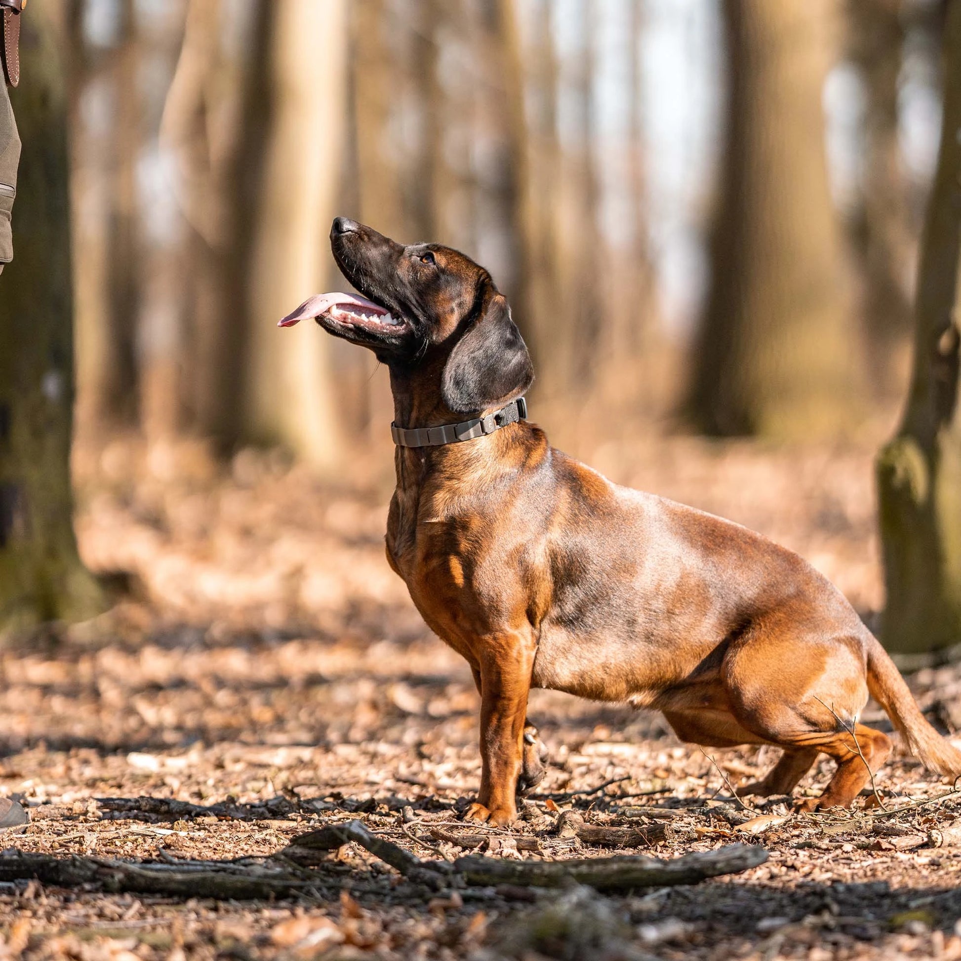 Hund mit NeckTech Fun Halsband im Wald 