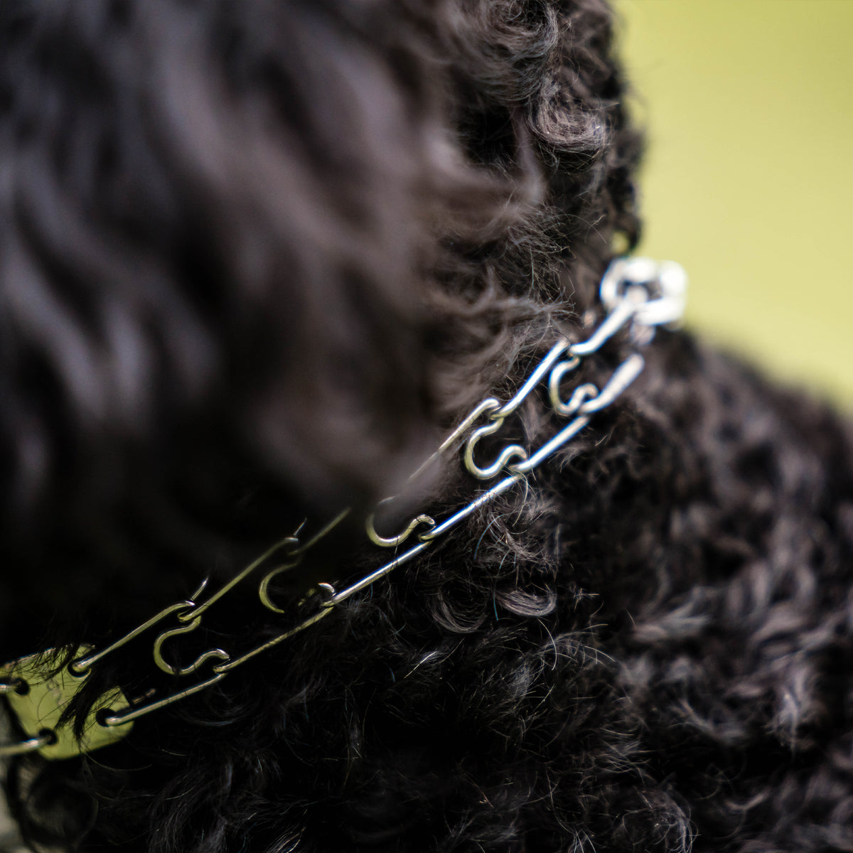 Nahaufnahme Edelstahl Dressurhalskette am Hund