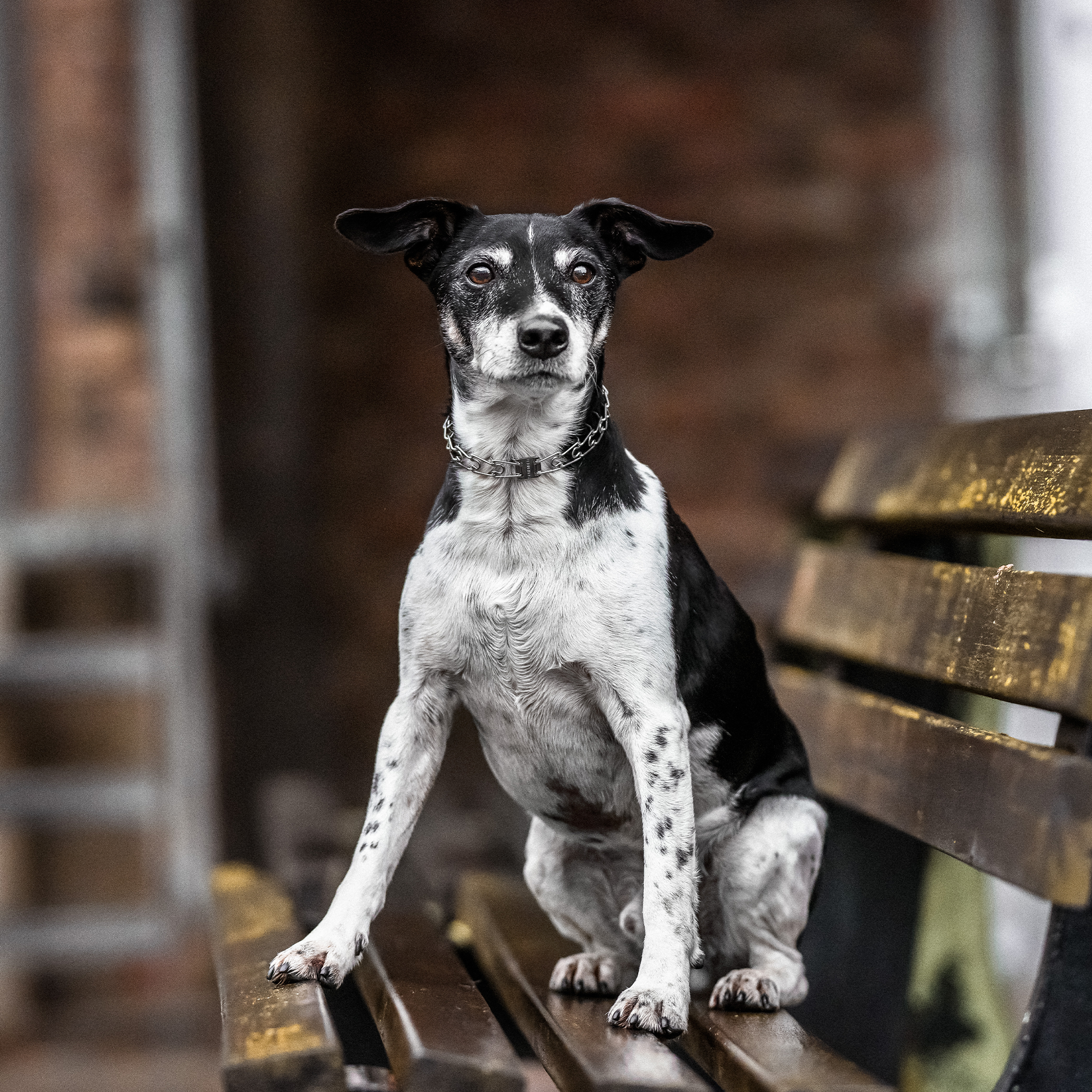 ULTRA-PLUS Training Collar with Center-Plate and Assembly Chain - Stainless steel