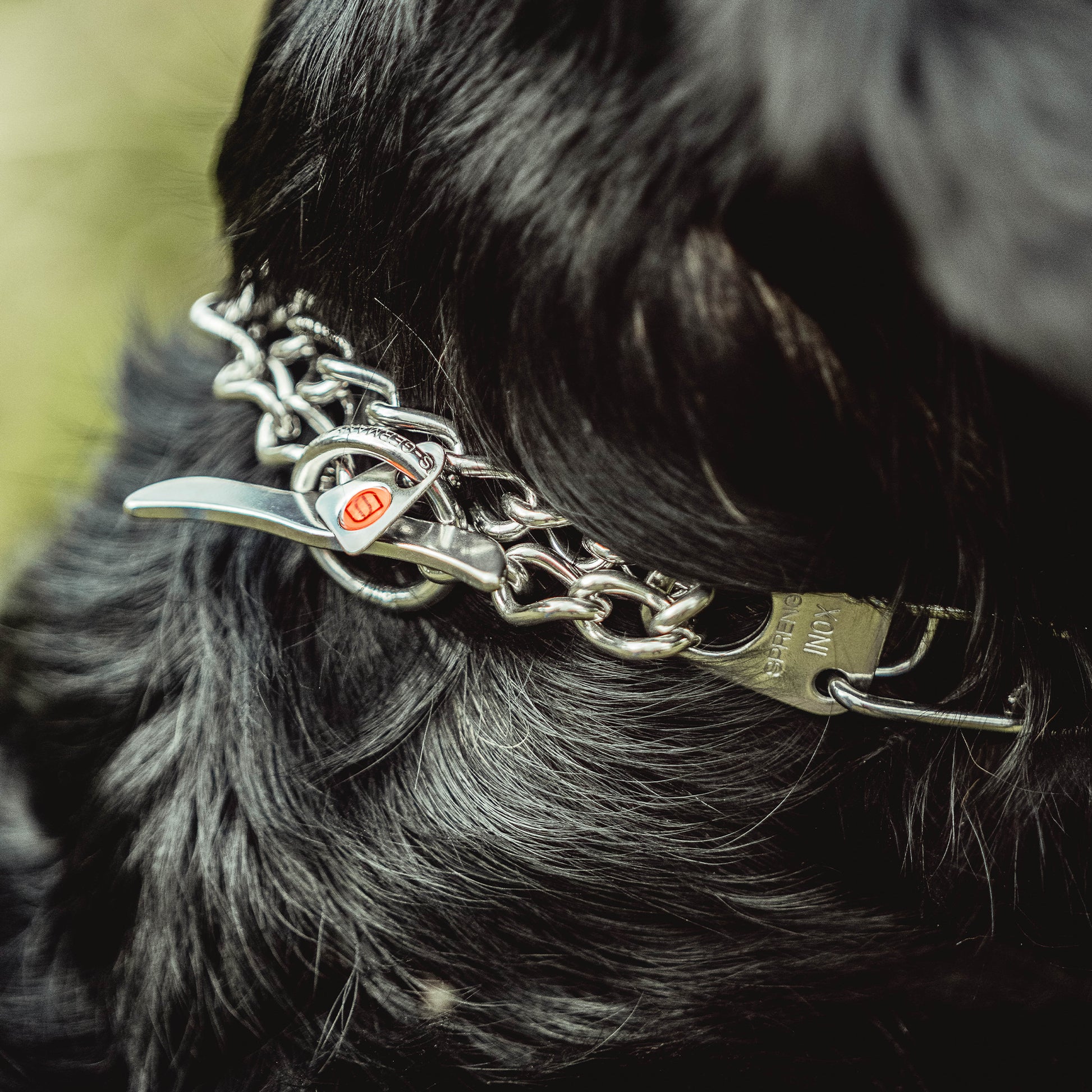 Nahaufnahme Walflossenverschluss der Dressurhalskette am Hund