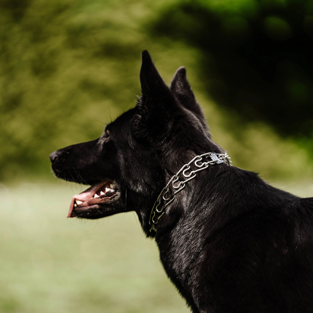 schwarzer Hund mit Edelstahl Dressurhalskette