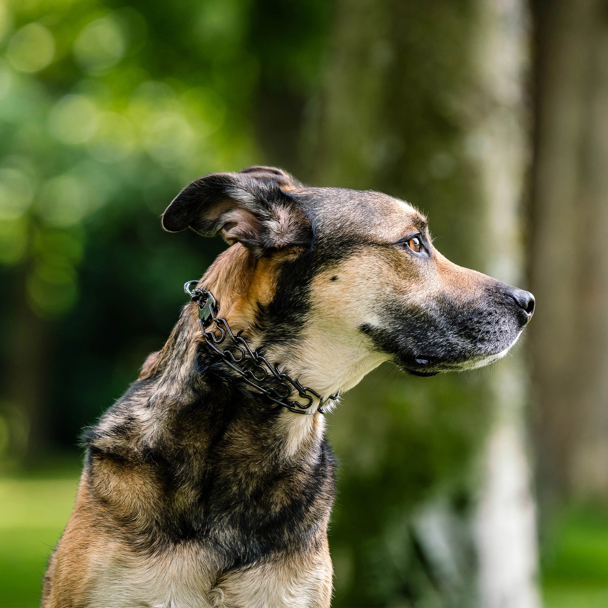 ULTRA-PLUS Collier de dressage avec plaque centrale et chaîne de traction - Acier inoxydable noir