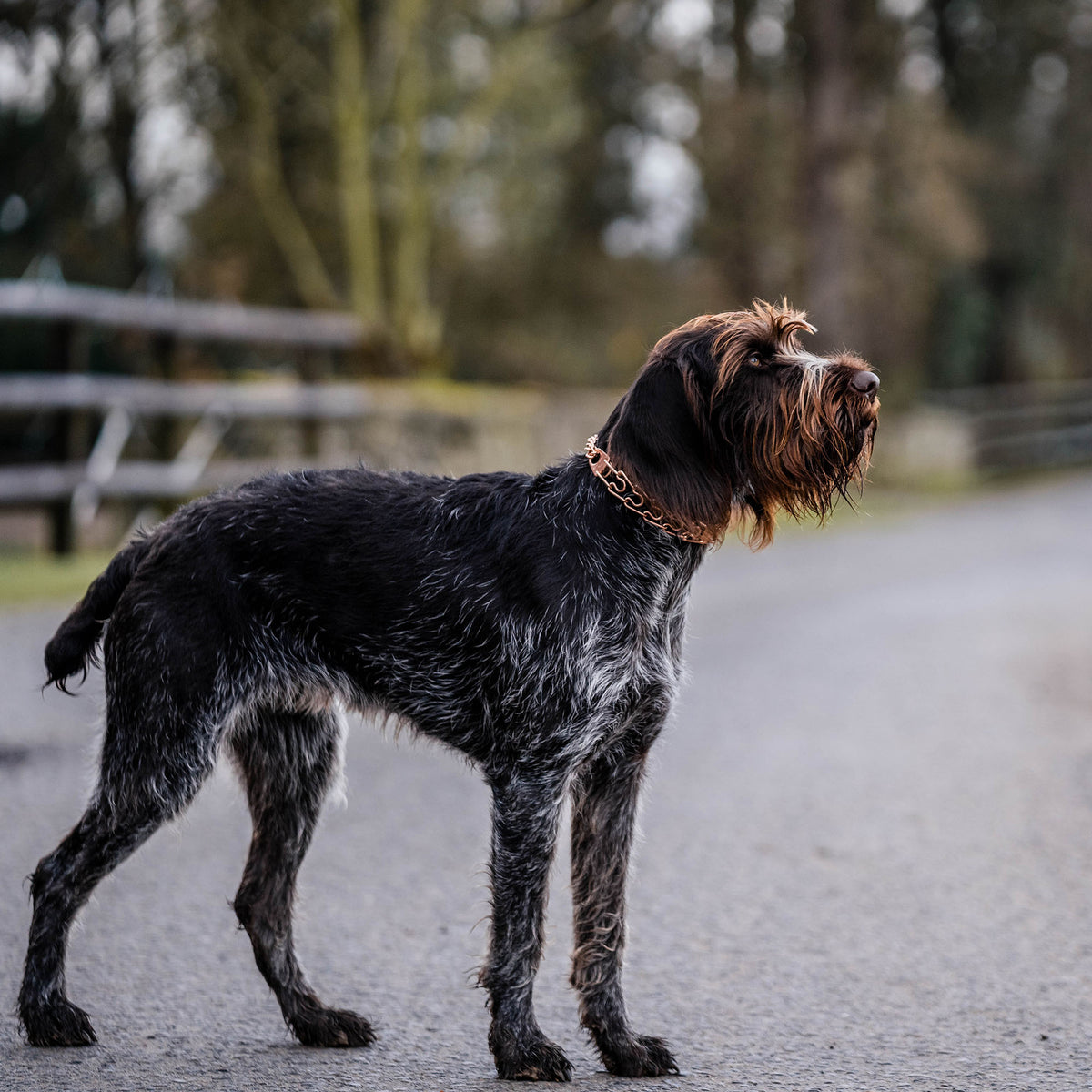 Hund mit Curogan Dressurhalskette auf der Straße