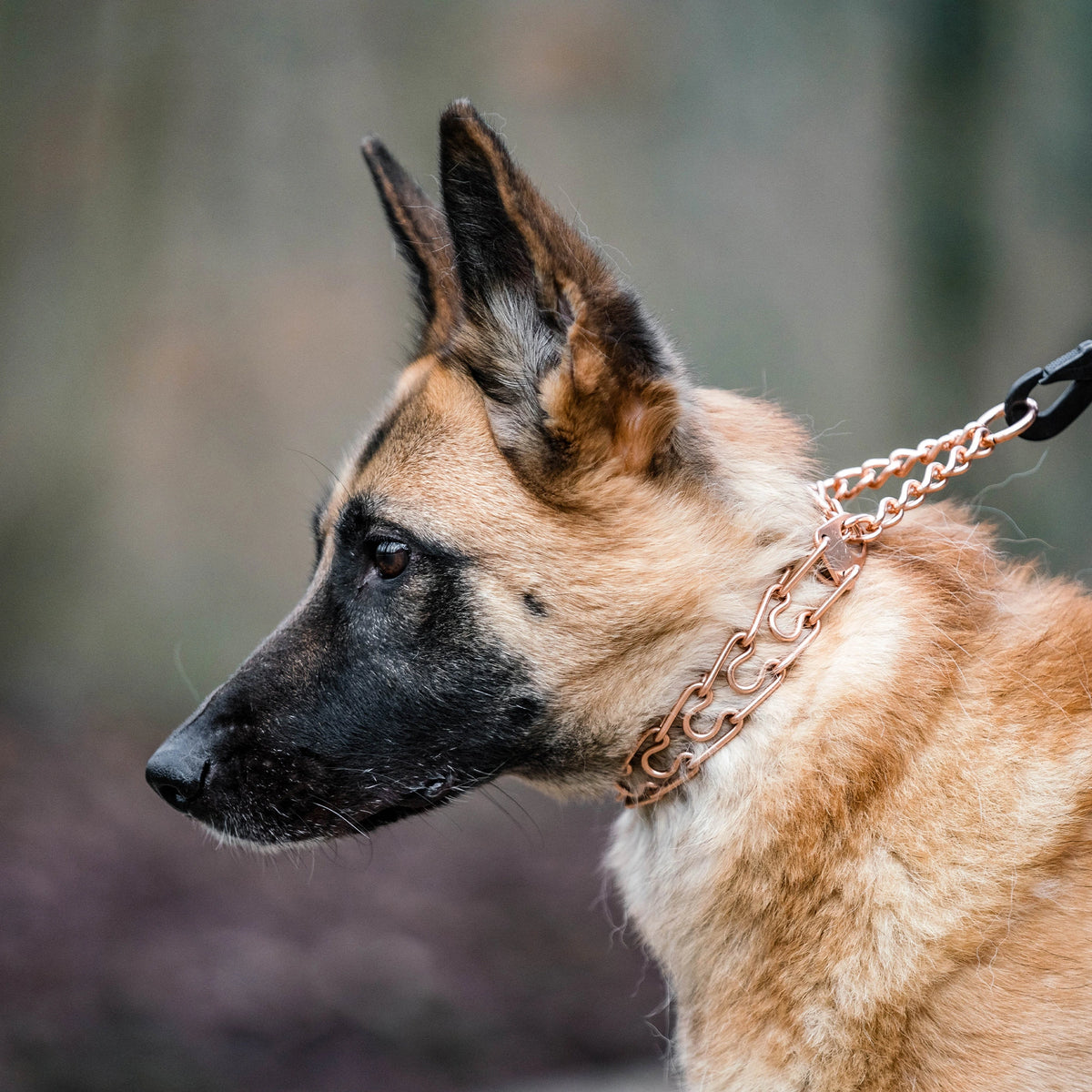 Hund mit Curogan Dressurhalskette 
