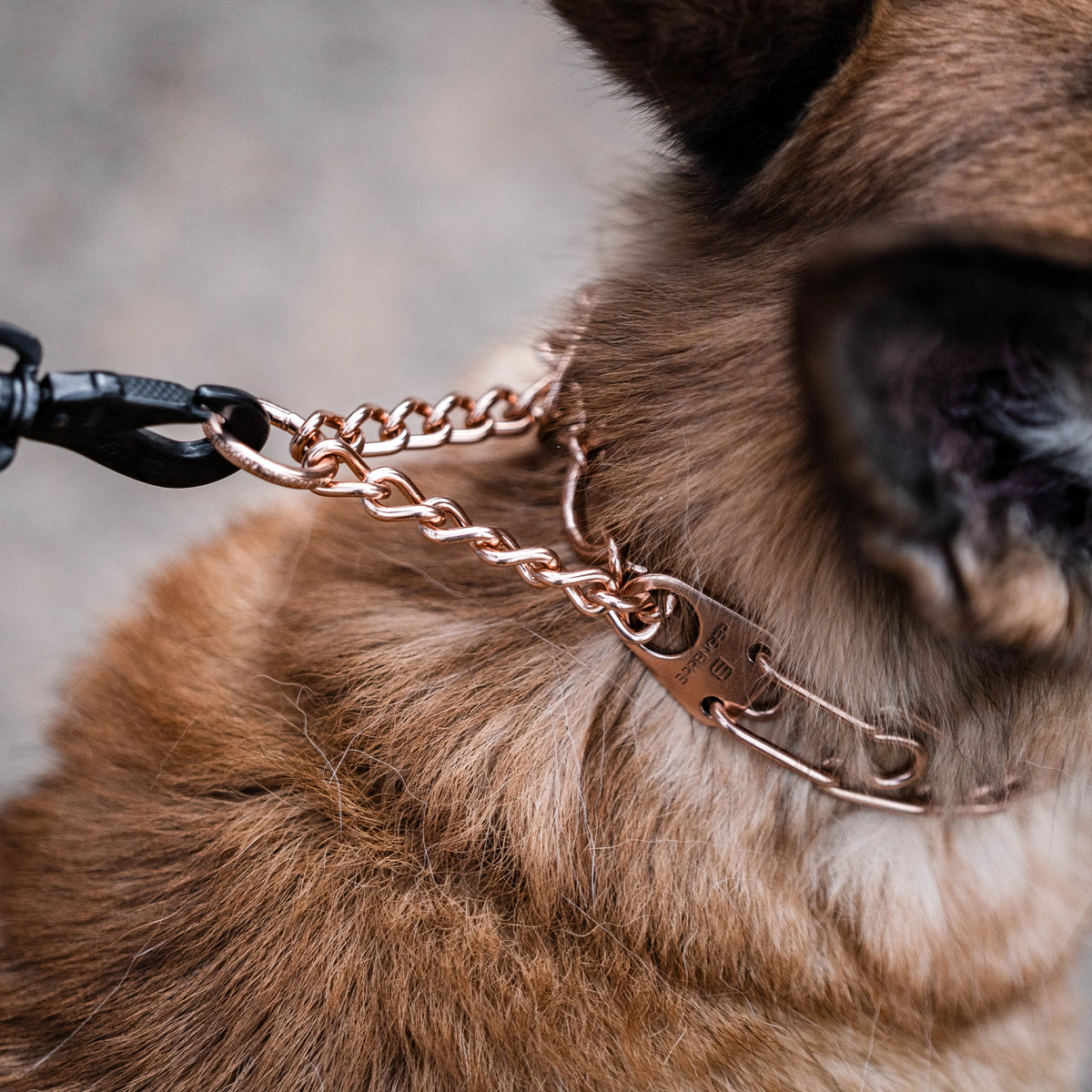 Nahaufnahme der Zugbegrenzung der Curogan Dressurhalskette am Hund