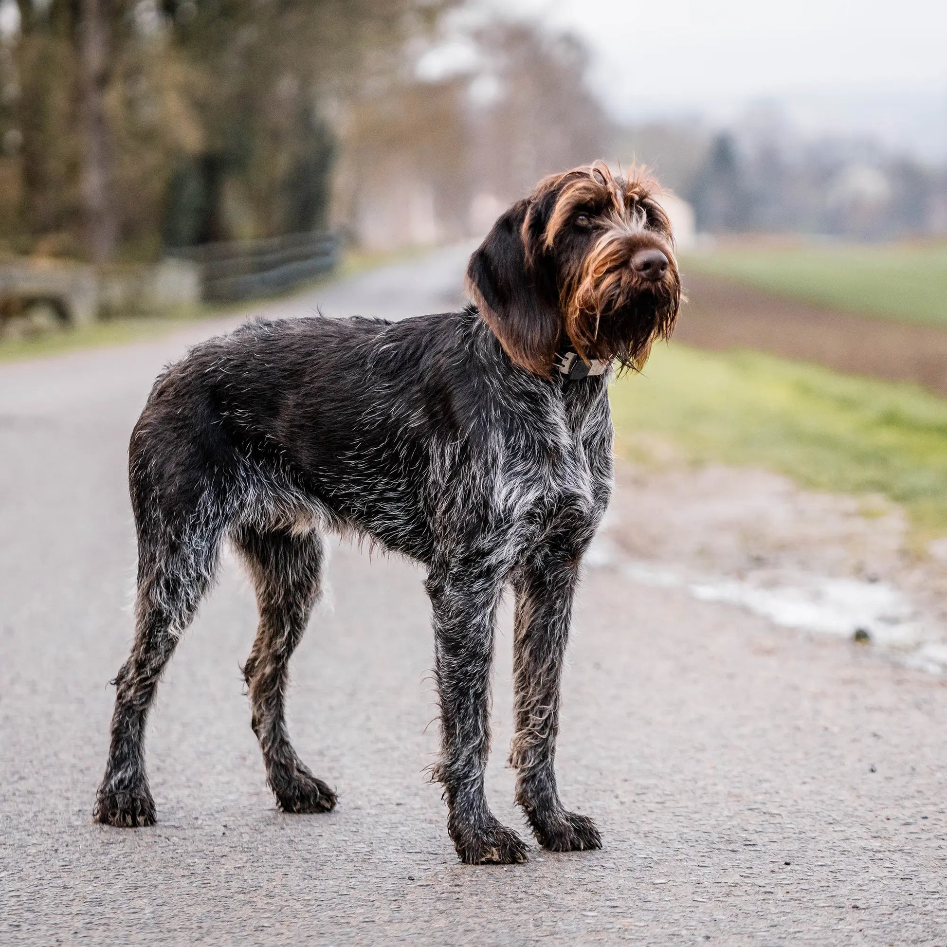 Hund mit Edelstahl Dressurhalskette auf einer Feldstraße