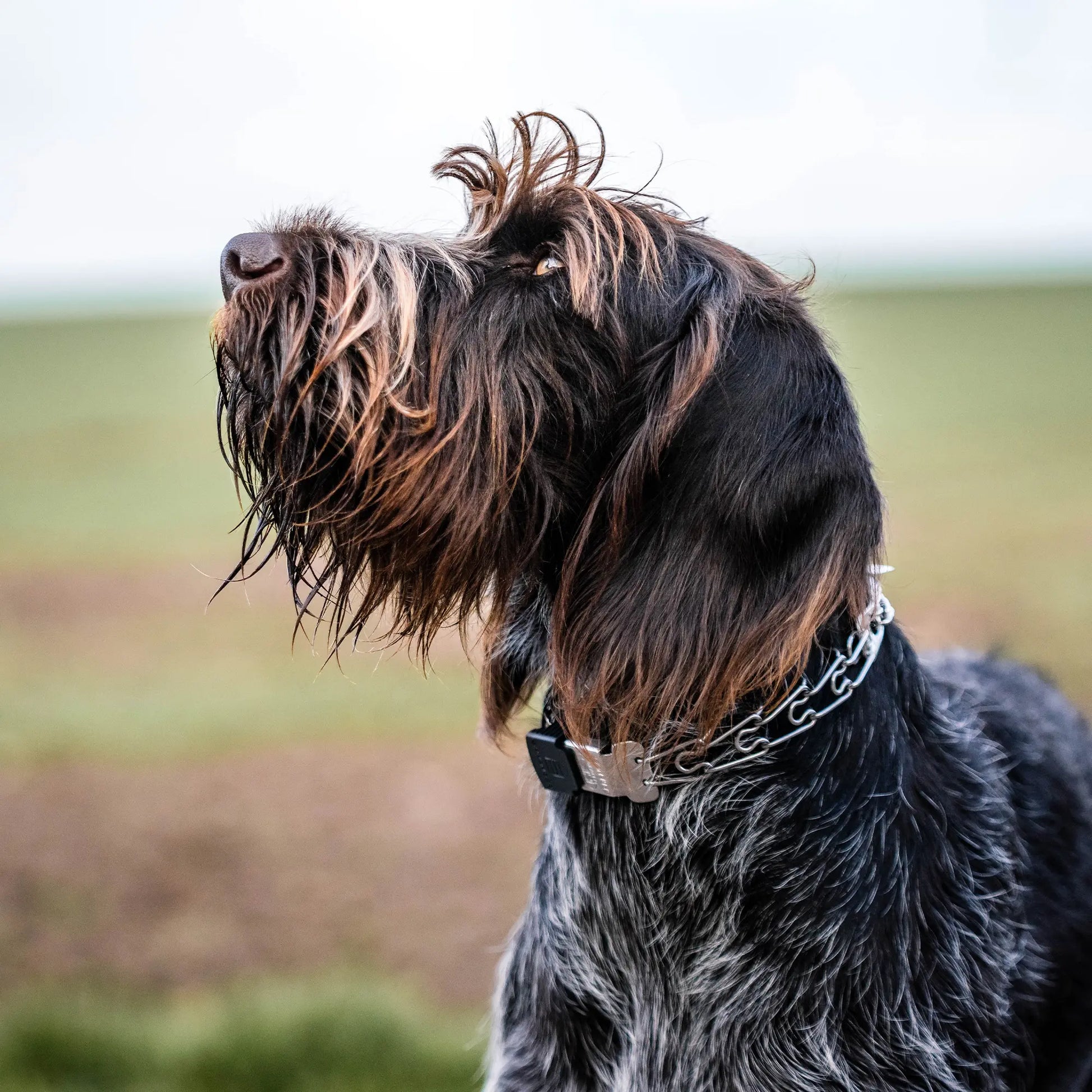 Hund mit Edelstahl Durchzugskette mit ClicLock