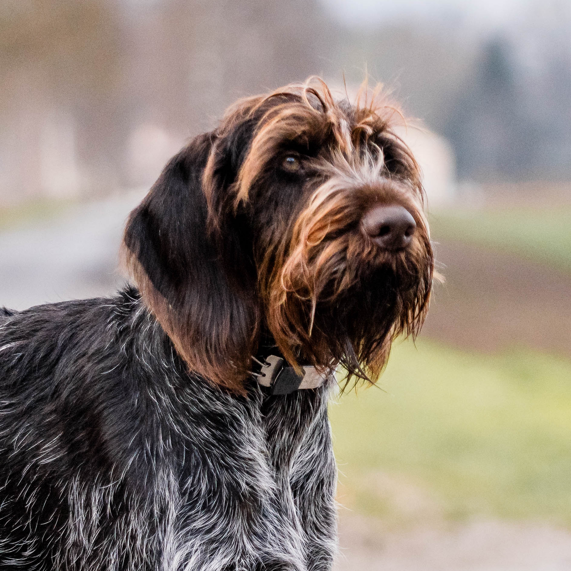 Hund mit Edelstahl Dressurhalskette mit ClicLock