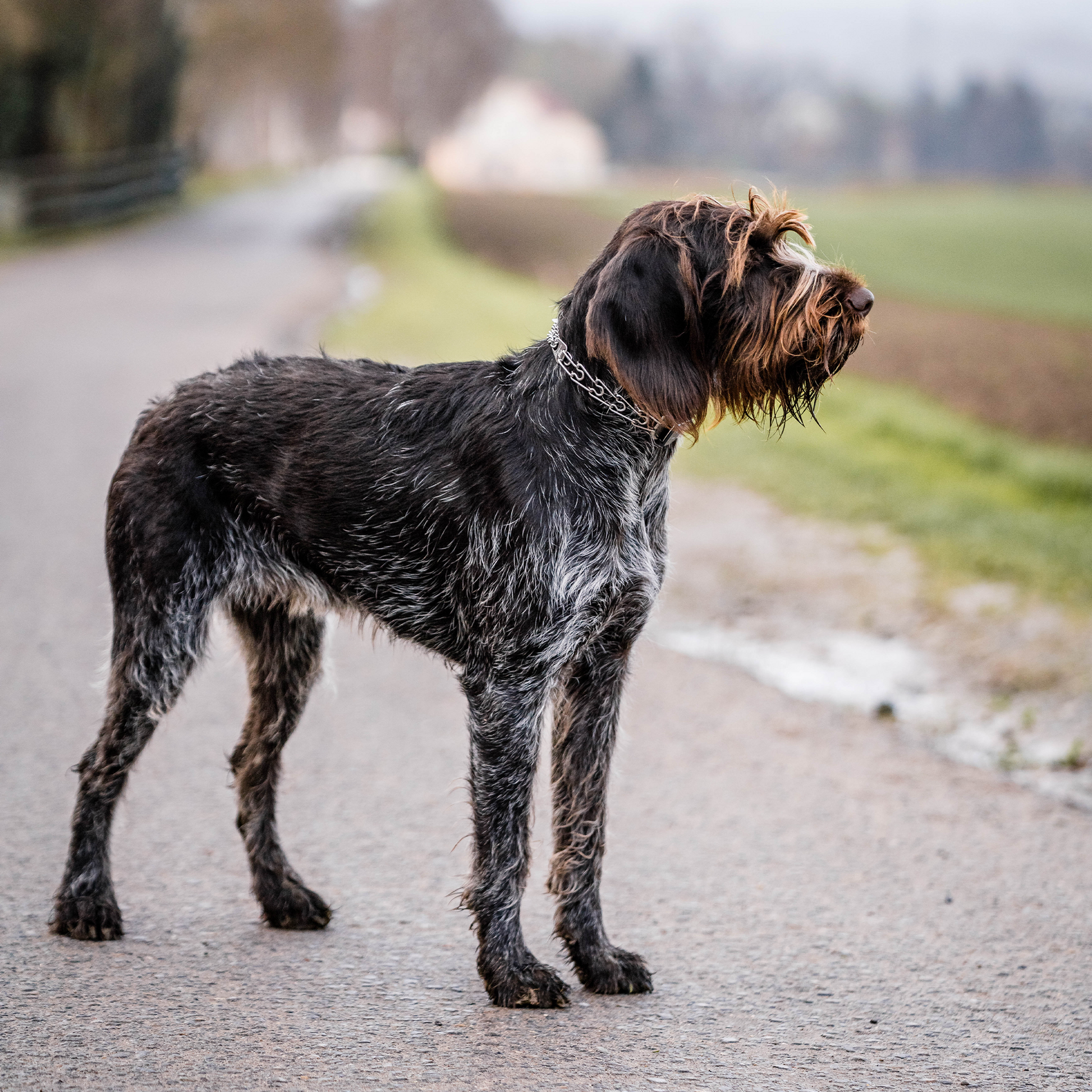 Hund mit Edelstahl Dressurhalskette auf einer Feldstraße