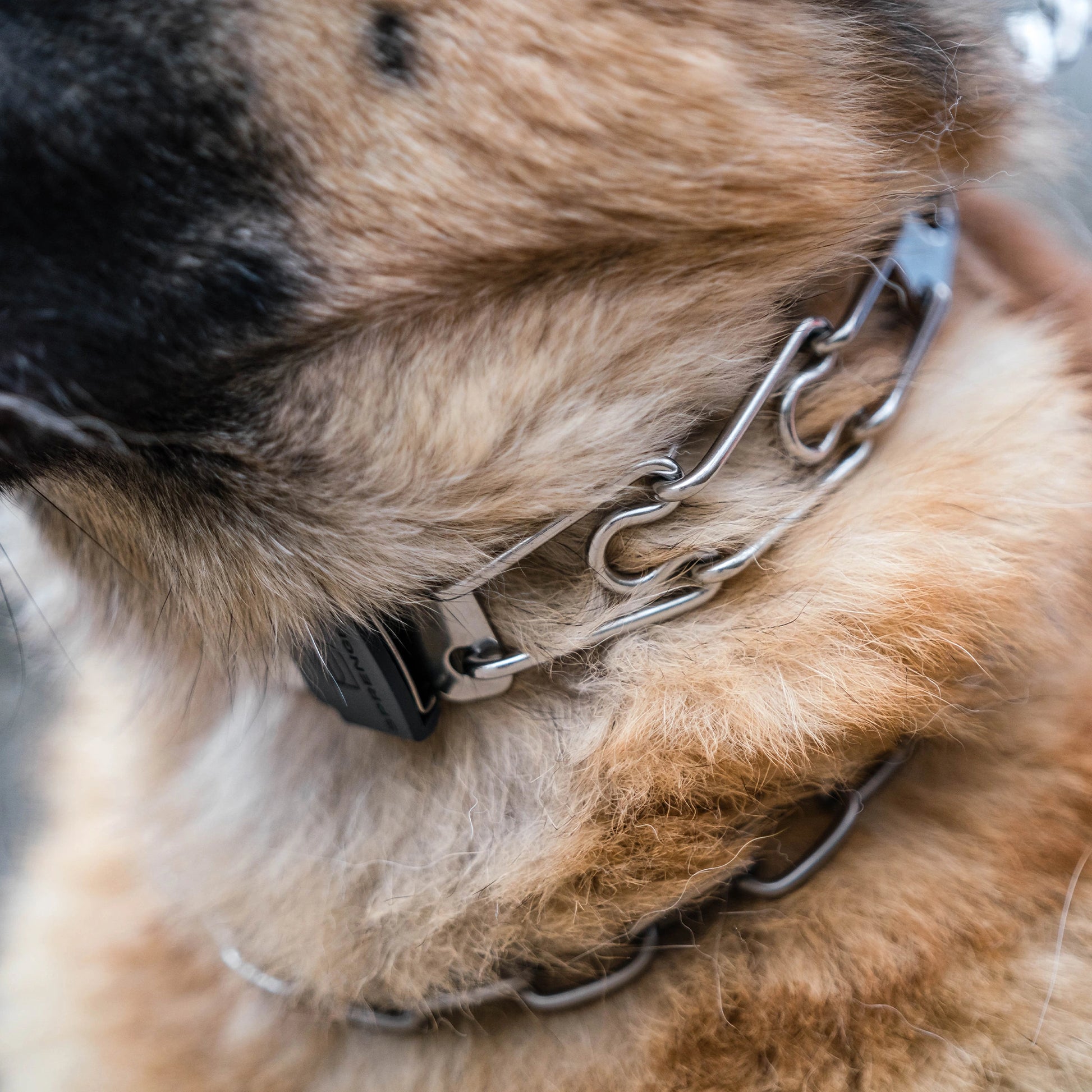 Nahaufnahme Edelstahl Kettenhalsband und Edelstahl Dressurhalskette am Hund