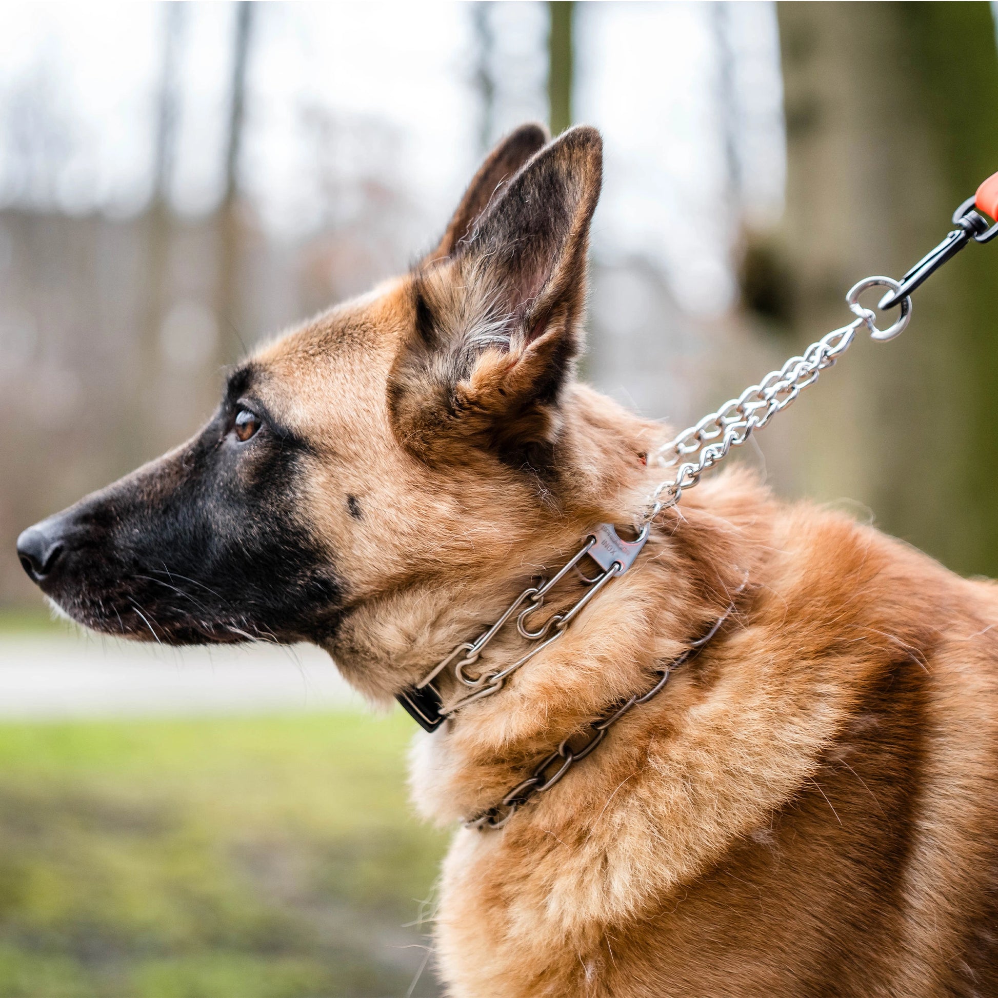 Hund mit Edelstahl Kettenhalsband und Edelstahl Dressurhalskette