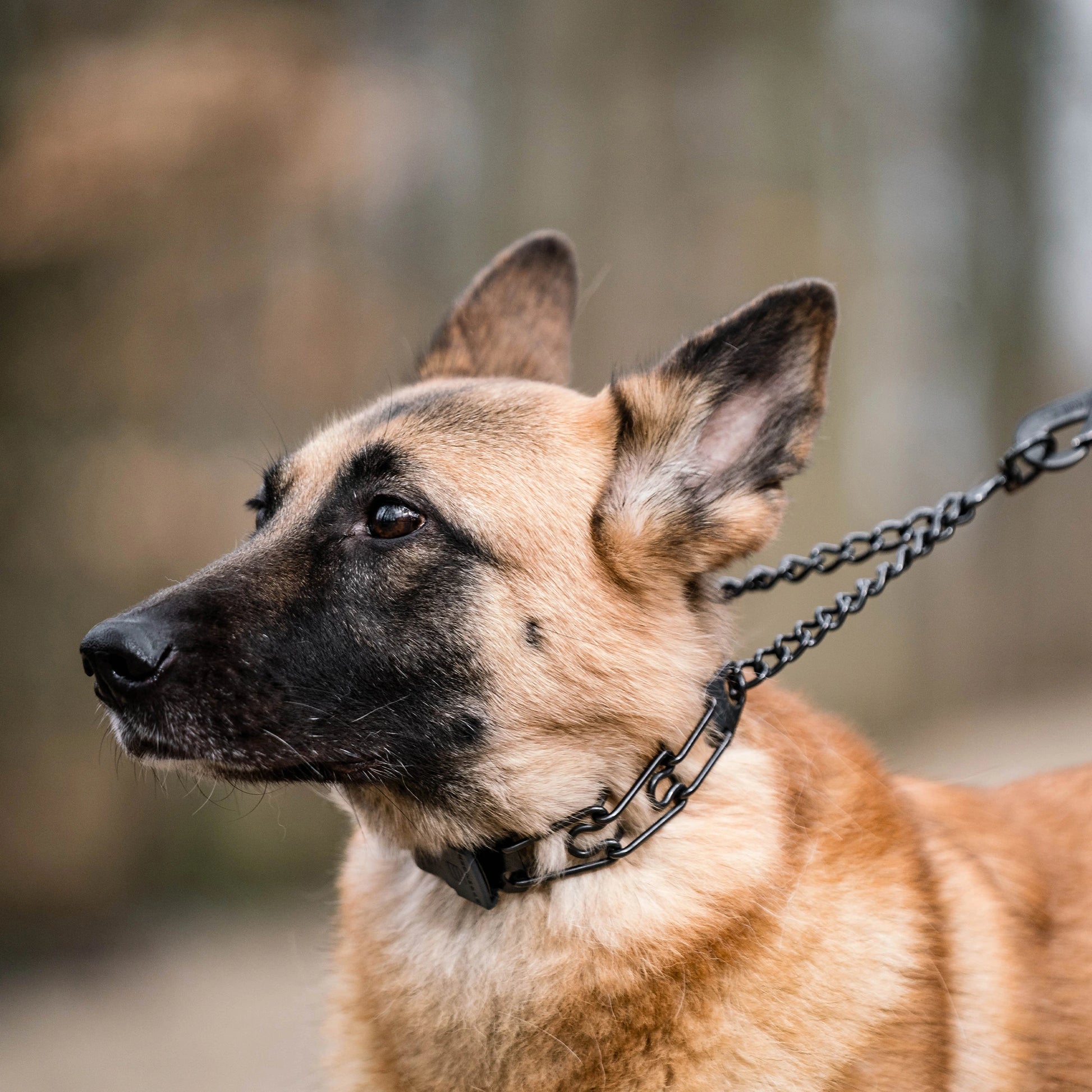 Hund mit Dressurhalskette mit Zugbegrenzung und ClicLock Edelstahl schwarz