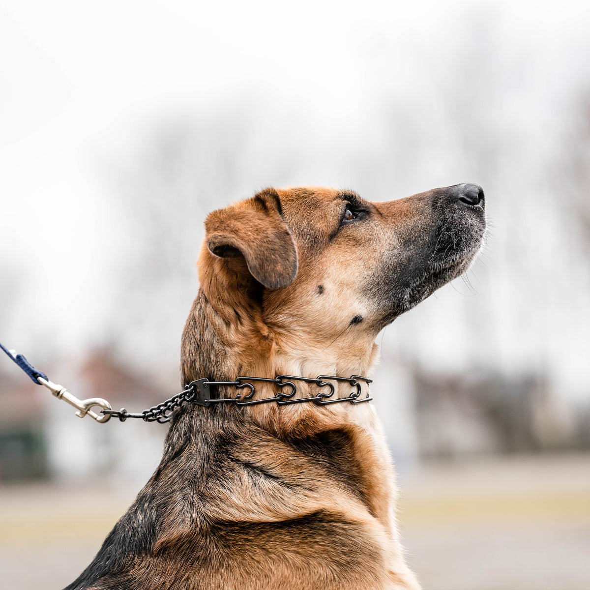 Hund mit schhwarzer Edelstahl Dressurhalskette