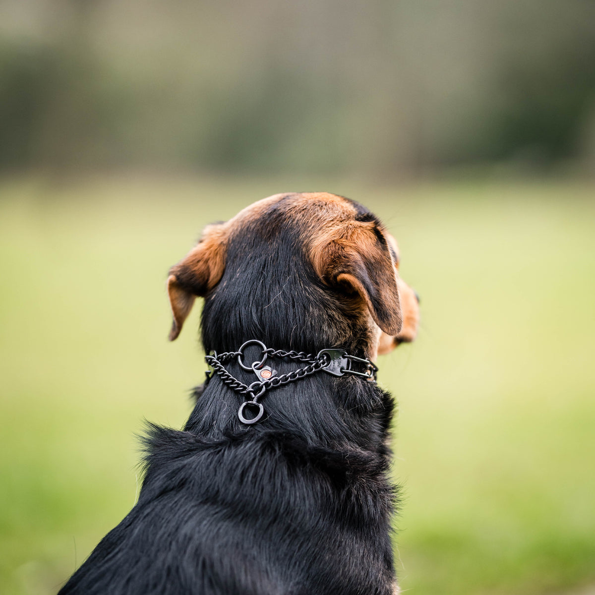 Hund mit schwarzer Edelstahl Dressurhalskette mit Durchzugskette