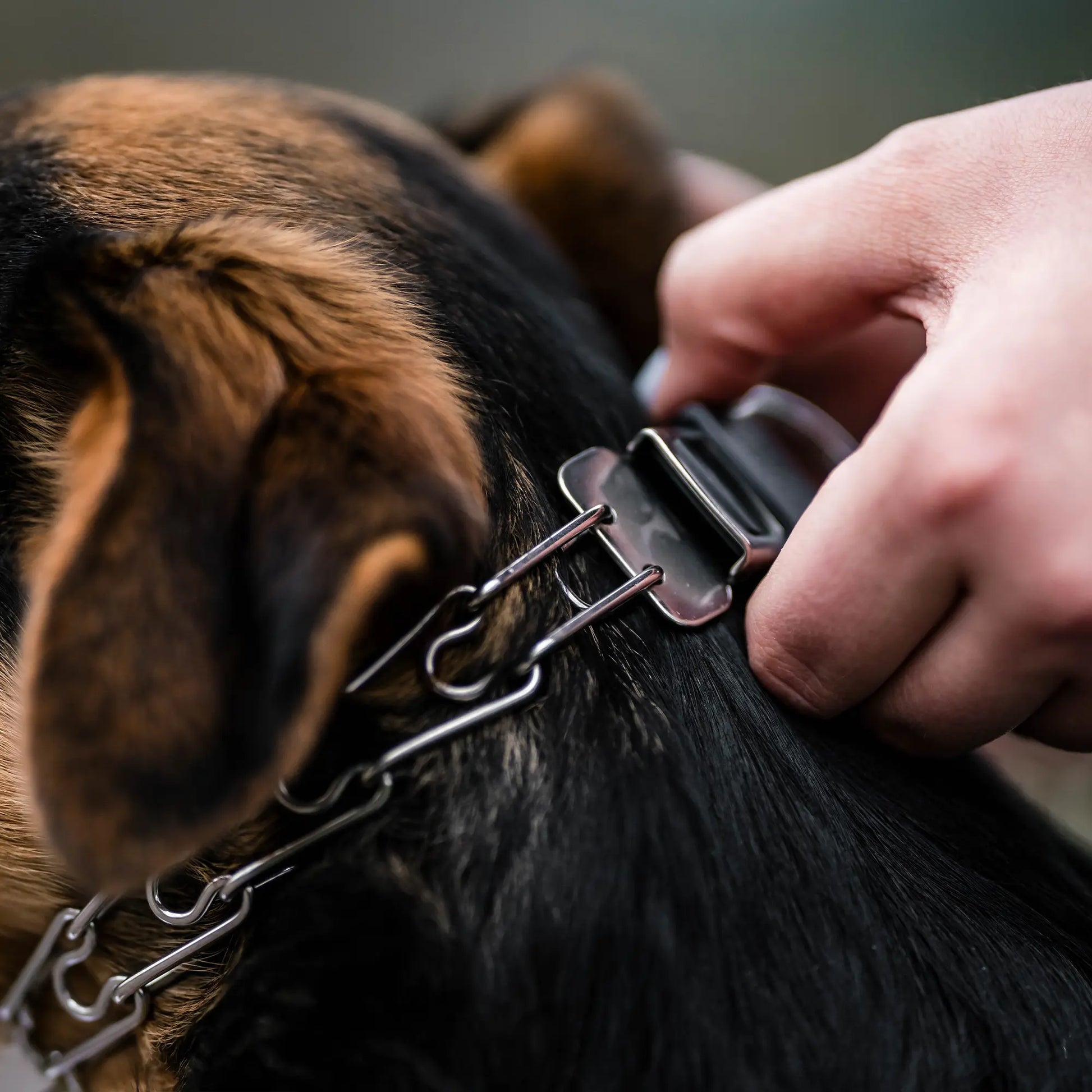 Anlegen der Dressurhalskette mit ClicLock am Hund