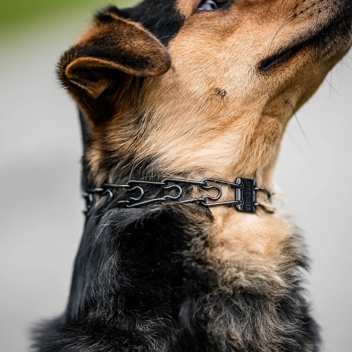 Hund mit schwarzer Edelstahl Dressurhalskette 