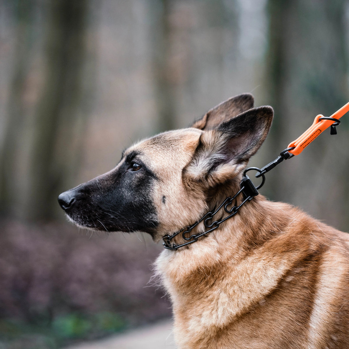 Hund mit Dressurhalskette Edelstahl schwarz an orangener Biothane Leine