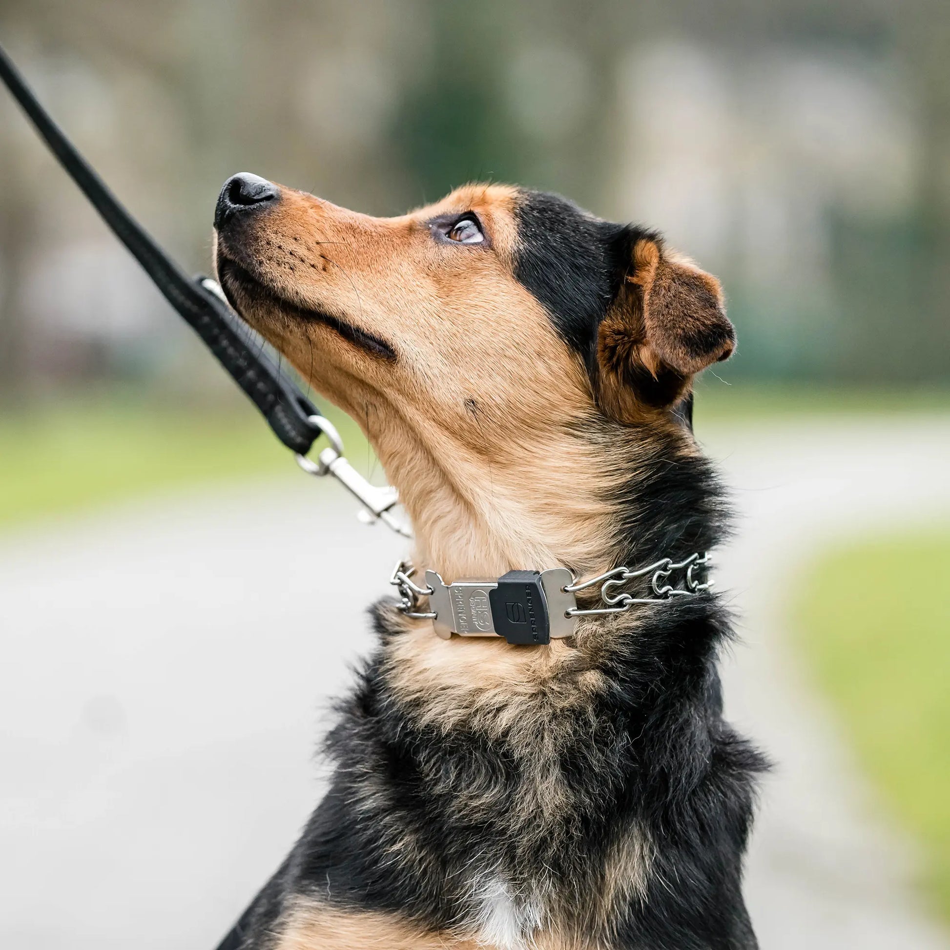 Hund mit Ultra Plus Edelstahl Dressurhalskette