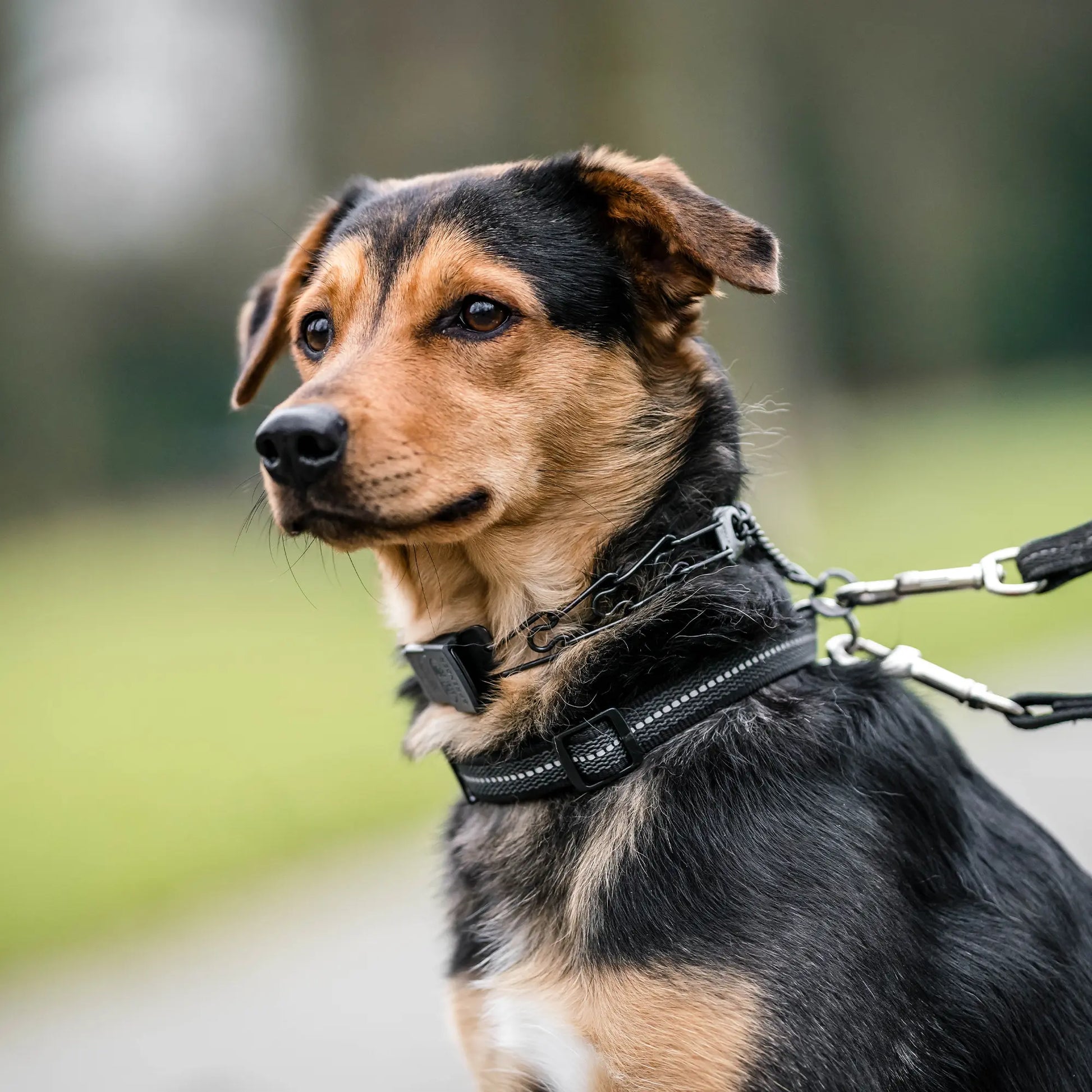 Hund mit schwarzer Edelstahl Dressurhalskette und schwarzen Halsband