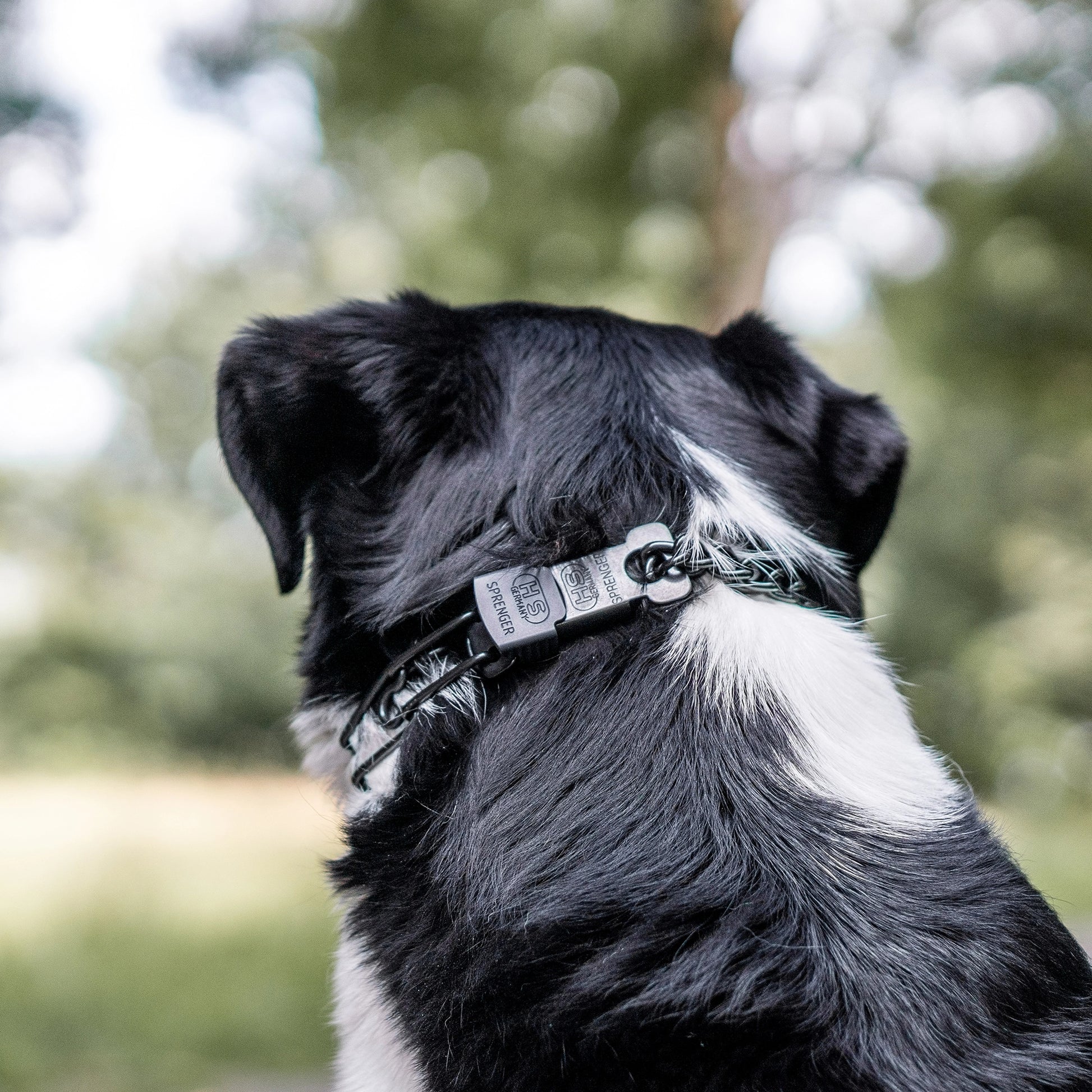 ClicLock matt schwarz an Dressurhalskette am Hund
