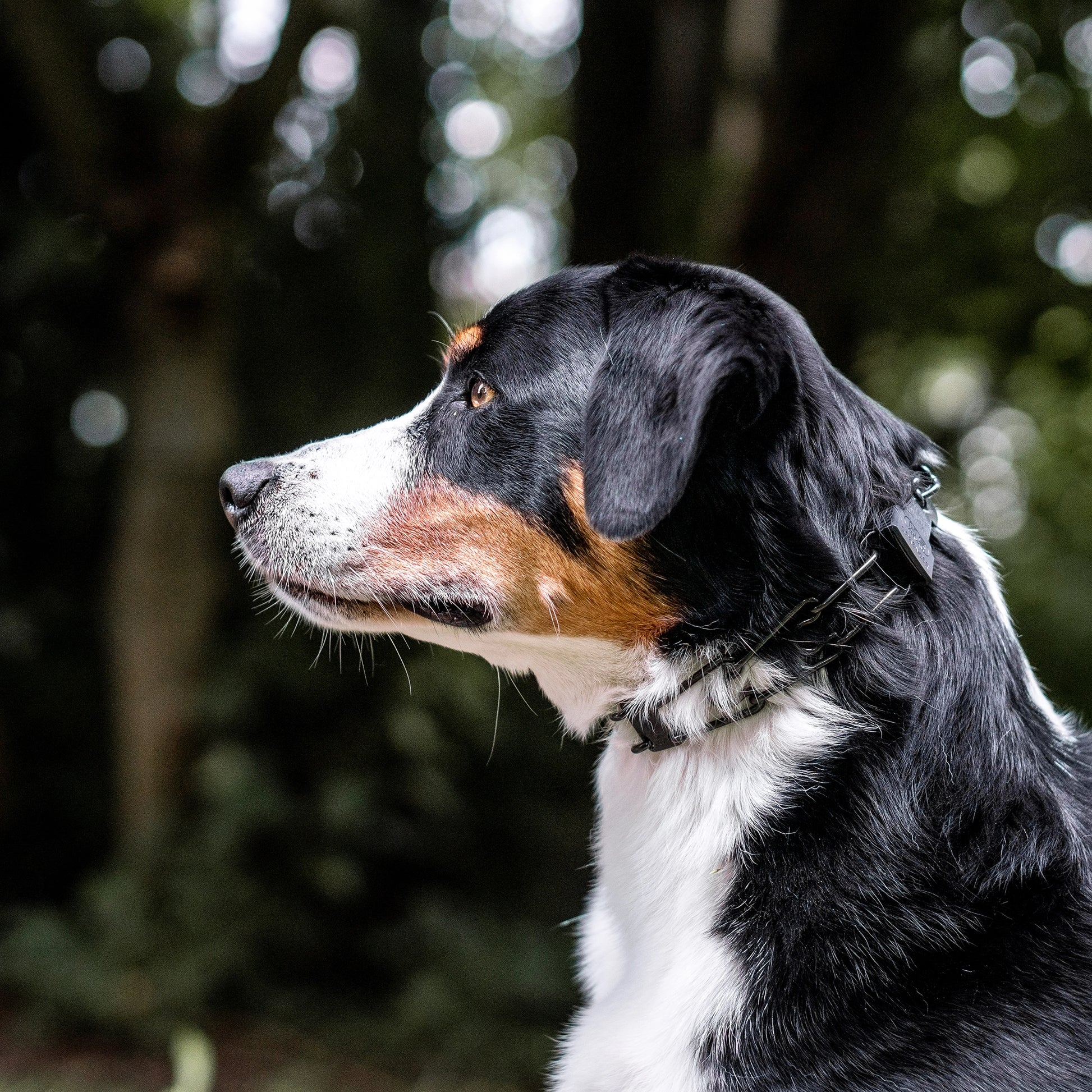 Hund mit schwarzer Edelstahl Dressurhalskette