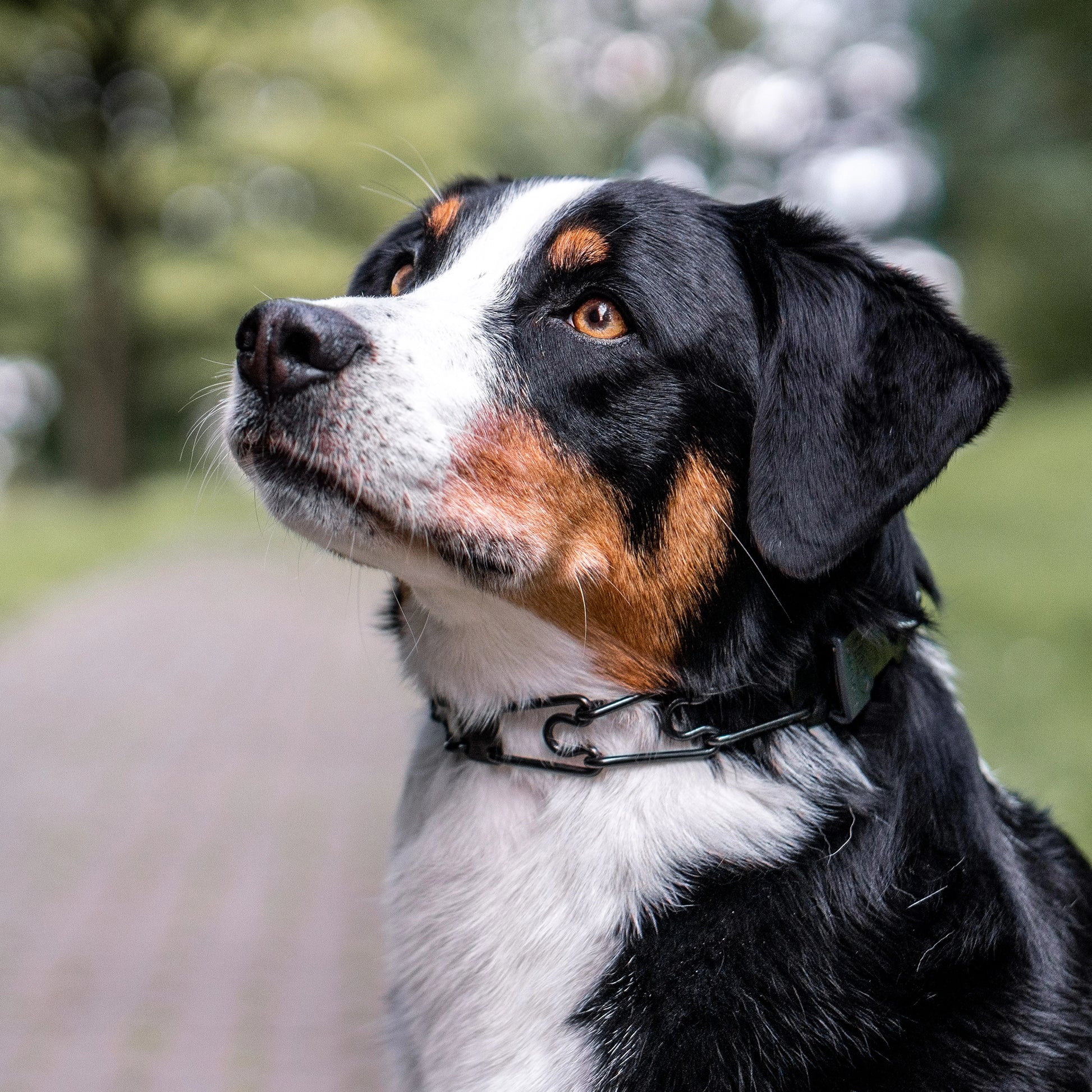 Hund mit schwarzer Edelstahl Dressurhalskette