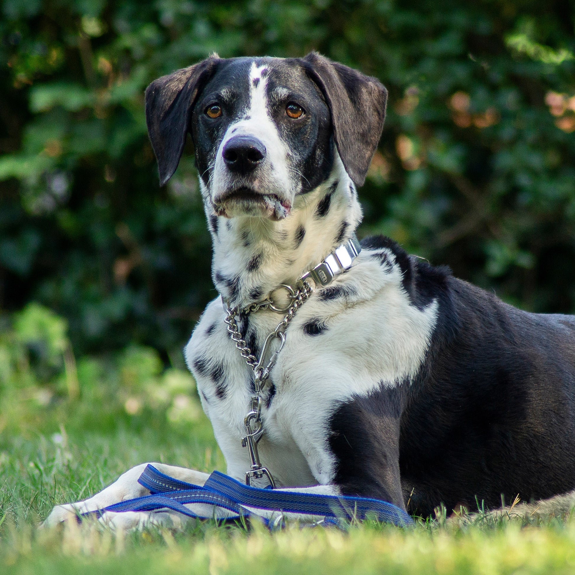 Hund mit NeckTech Fun Halsband mit Durchzugskette und blauer gummierter Leine auf der Wiese liegend