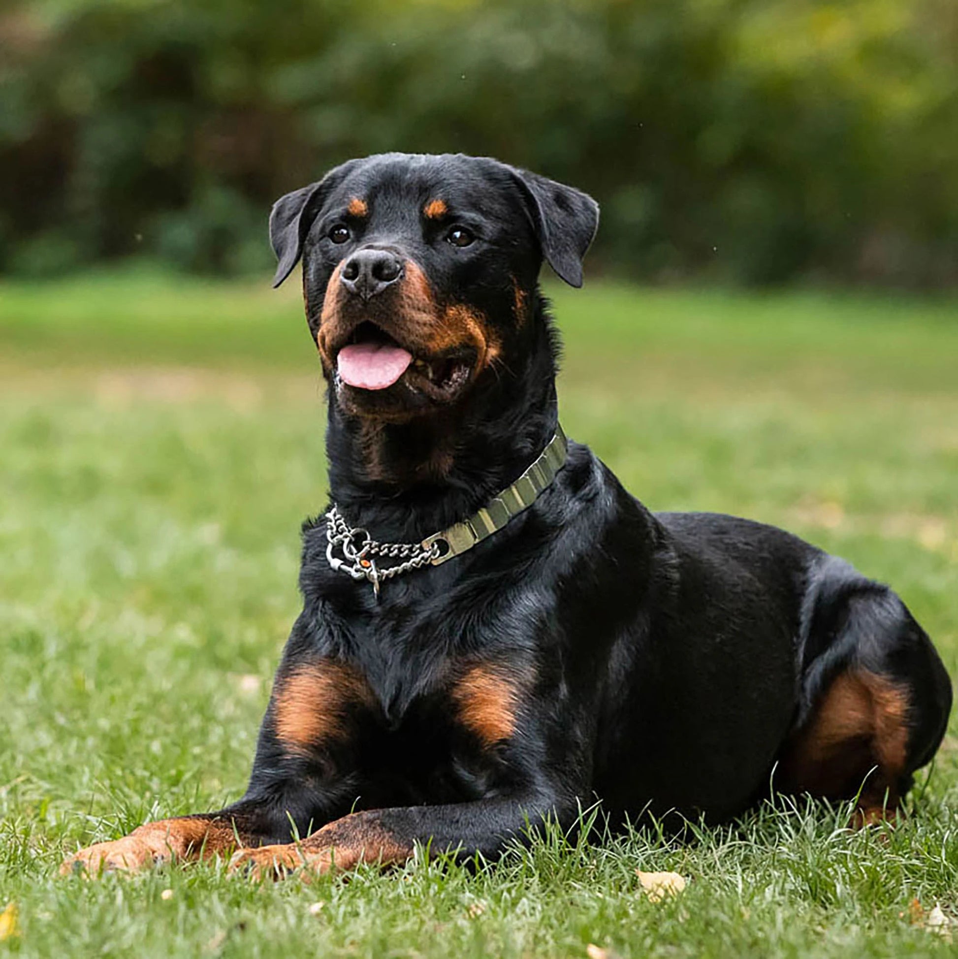 Hund mit NeckTech Fun Halsband mit Durchzugskette  auf der Wiese liegend