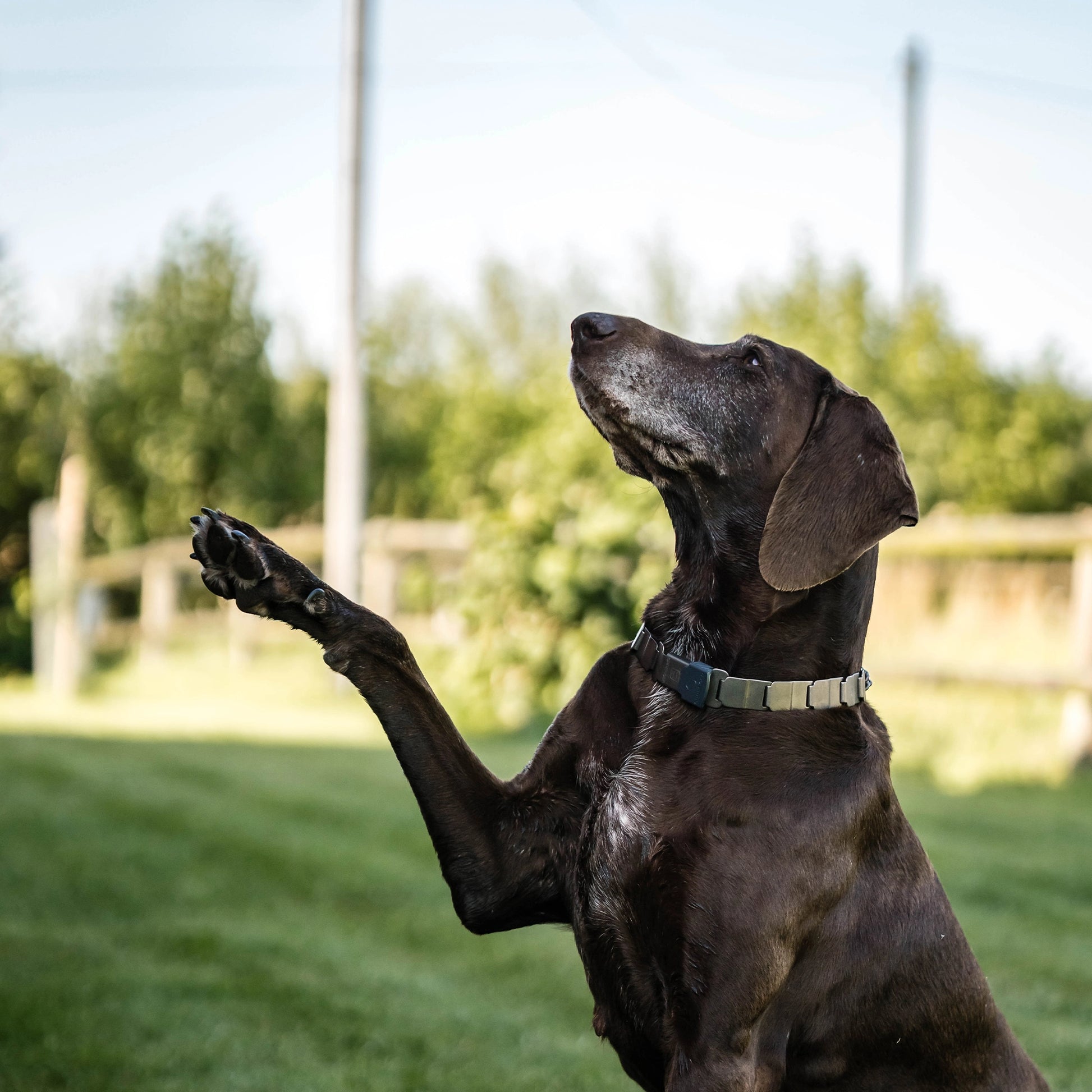 Hund mit NeckTech Sport Halsband mit ClicLock