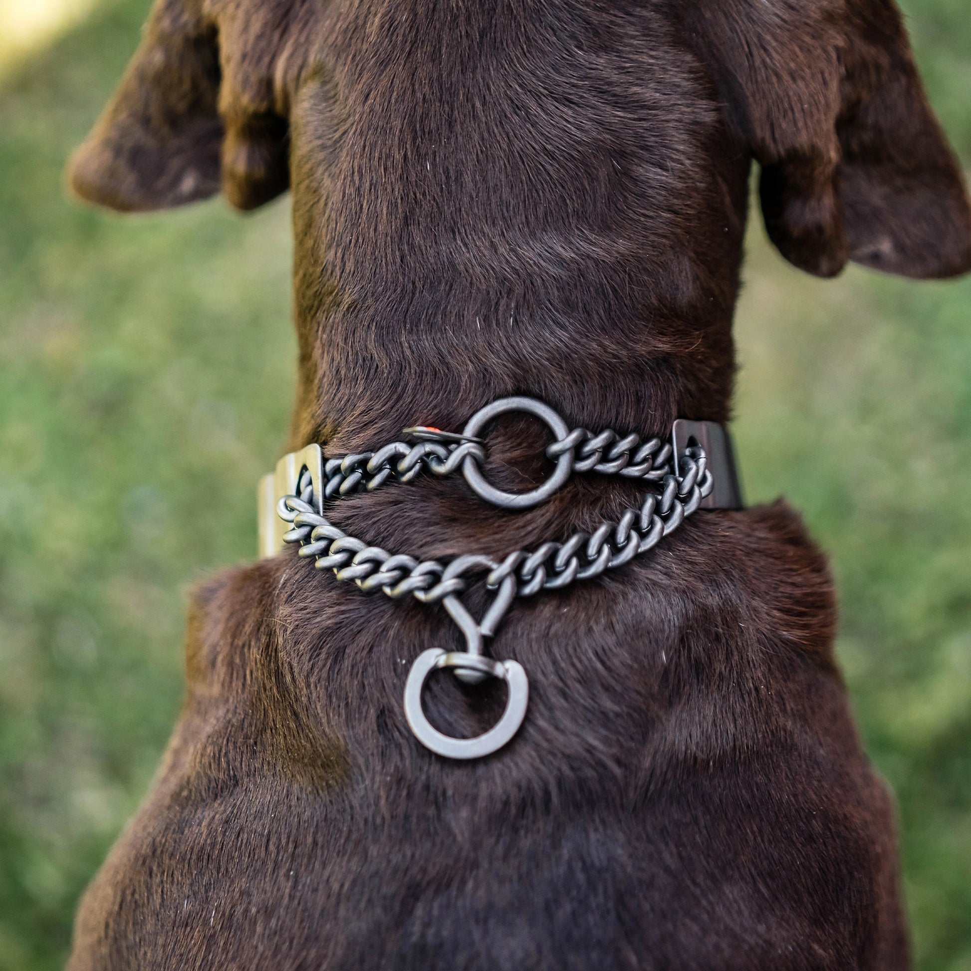 Hund mit NeckTech Sport Halsband