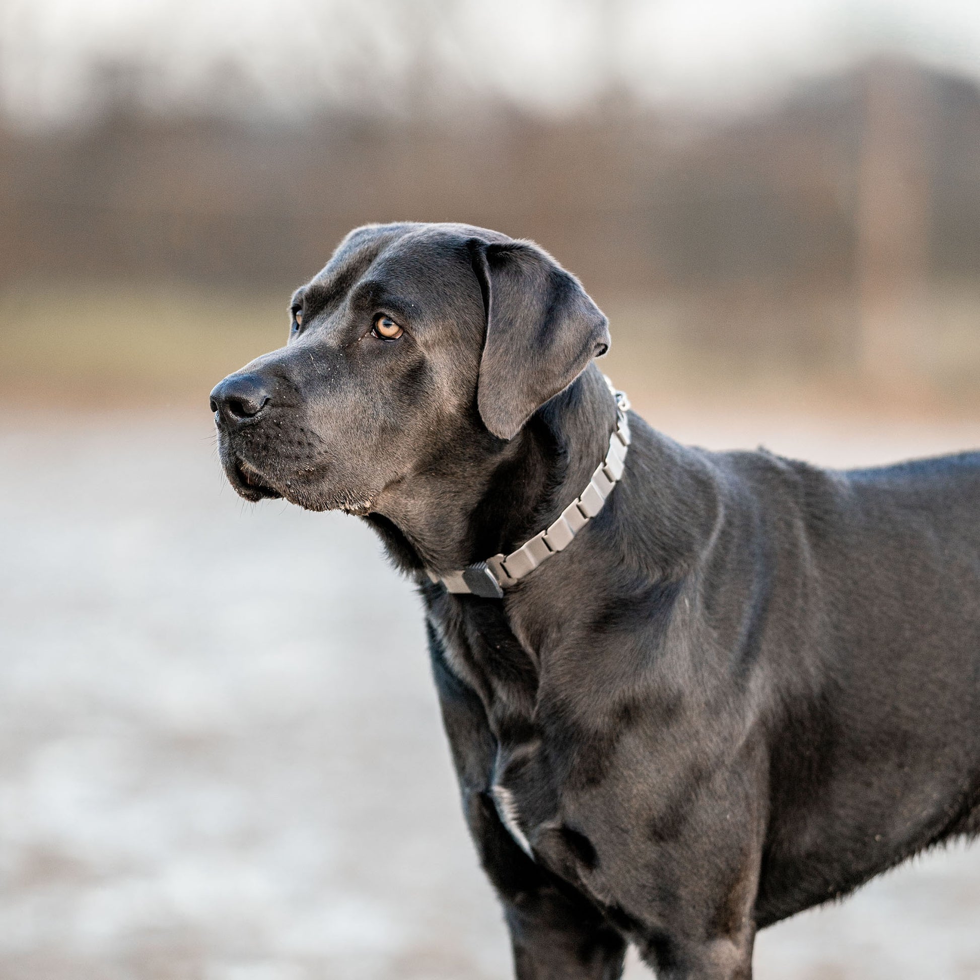 schwarzer Hund mit NeckTech Fun Halsband Edelstahl matt