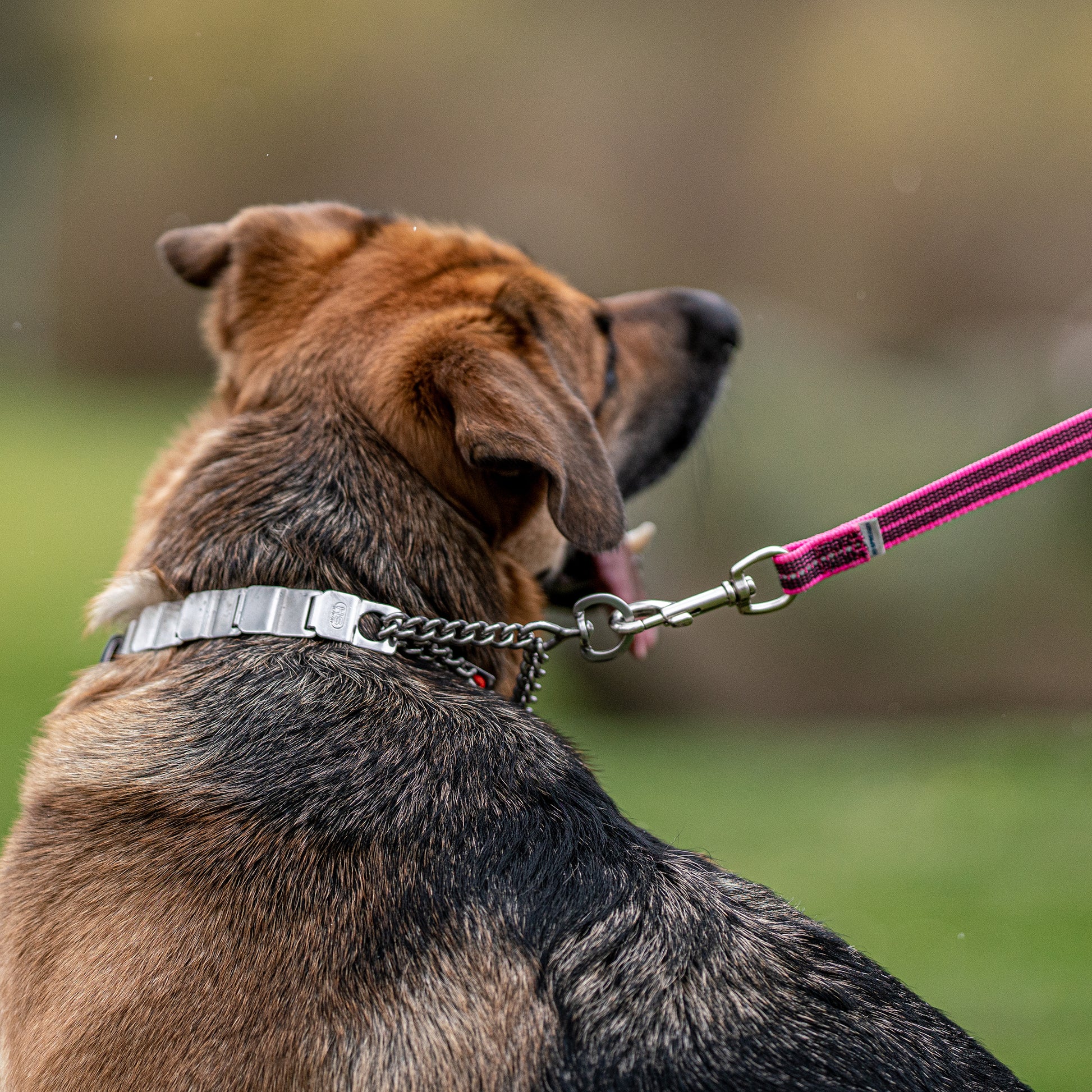Hund mit NeckTech Fun Halsband mit Durchzugskette an pinker Leine