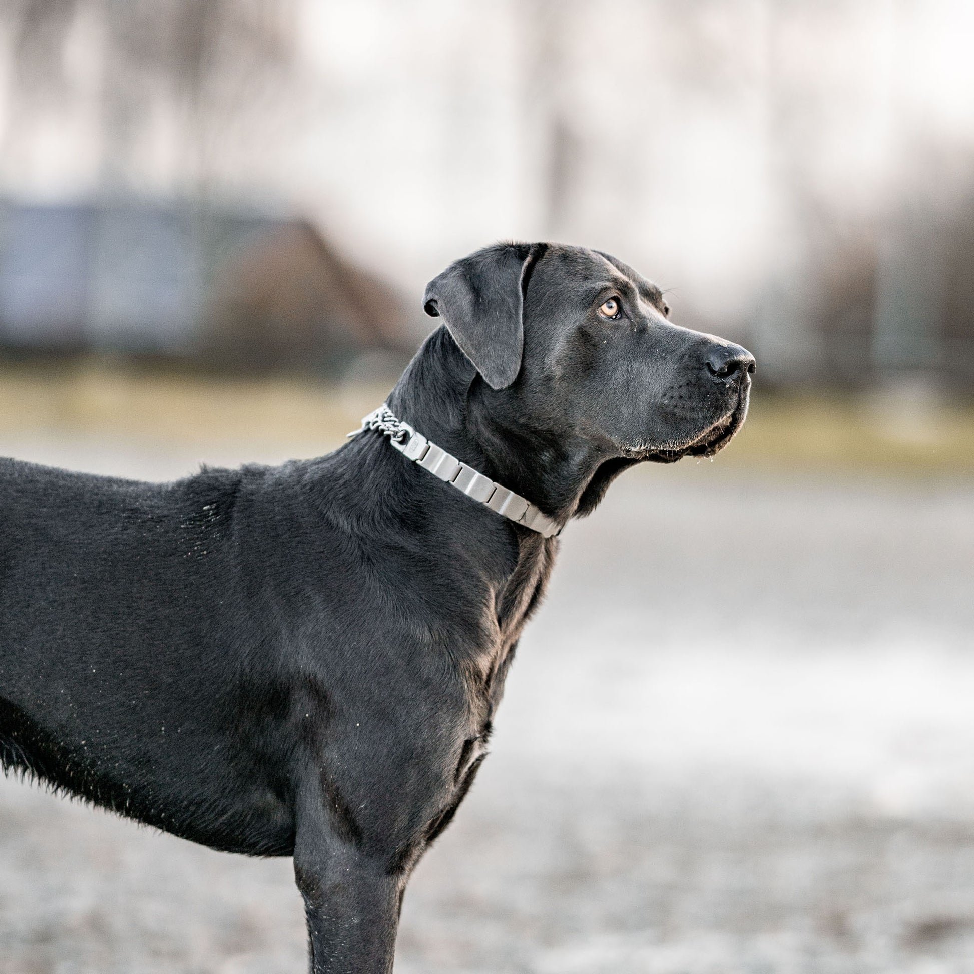 schwarzer Hund mit NeckTech Fun Halsband Edelstahl matt
