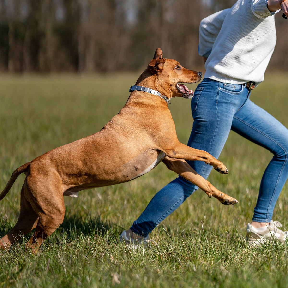 Hund mit NeckTech Fun mit Durchzugskette  auf der Wiese tobend