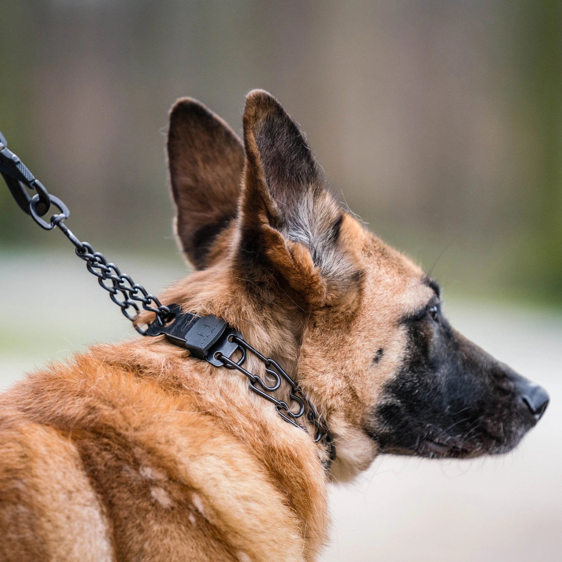 Hund mit schwarzer Dressurhalskette mit ClicLock