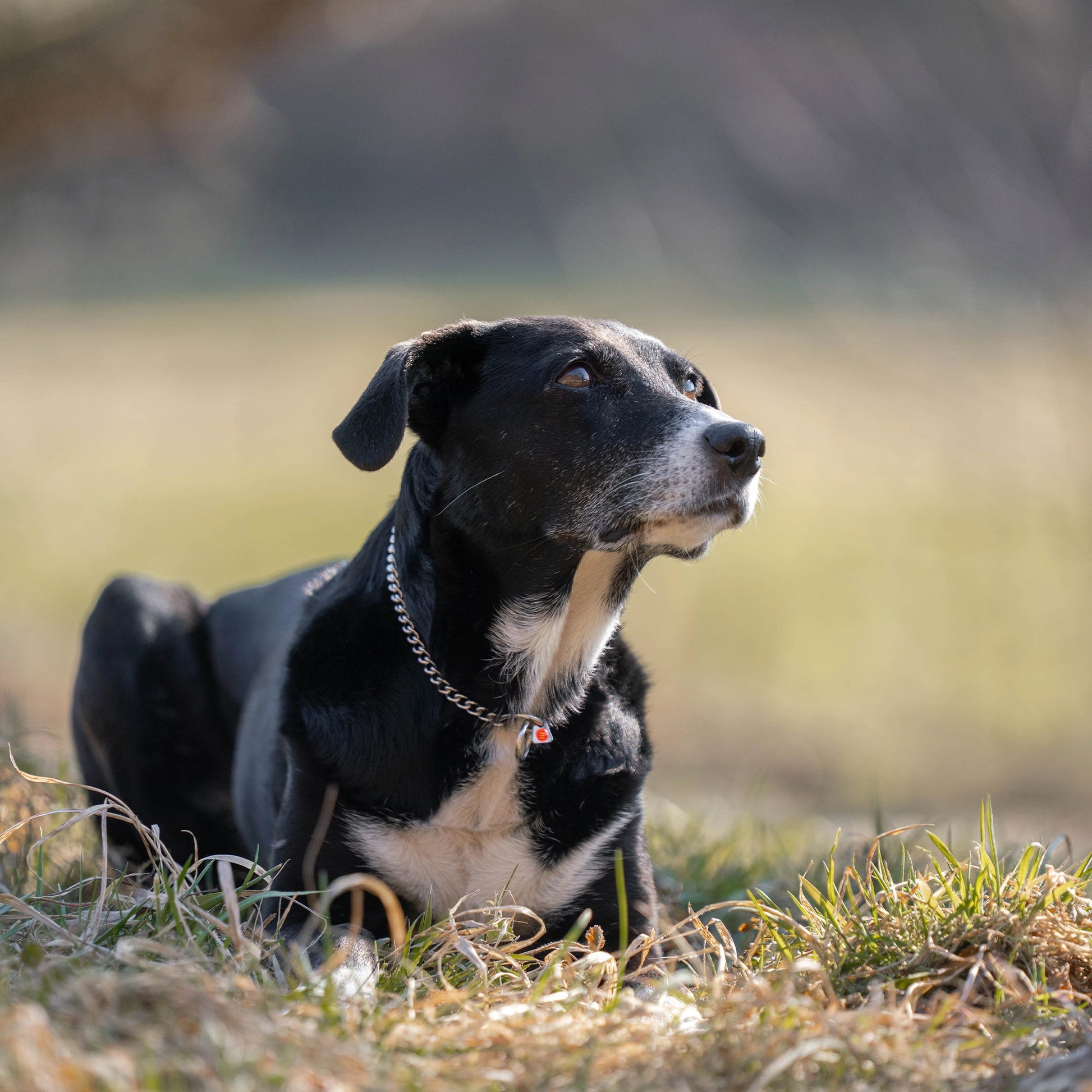 Hund mit Edelstahl Kettenhalsband auf der Wiese liegend
