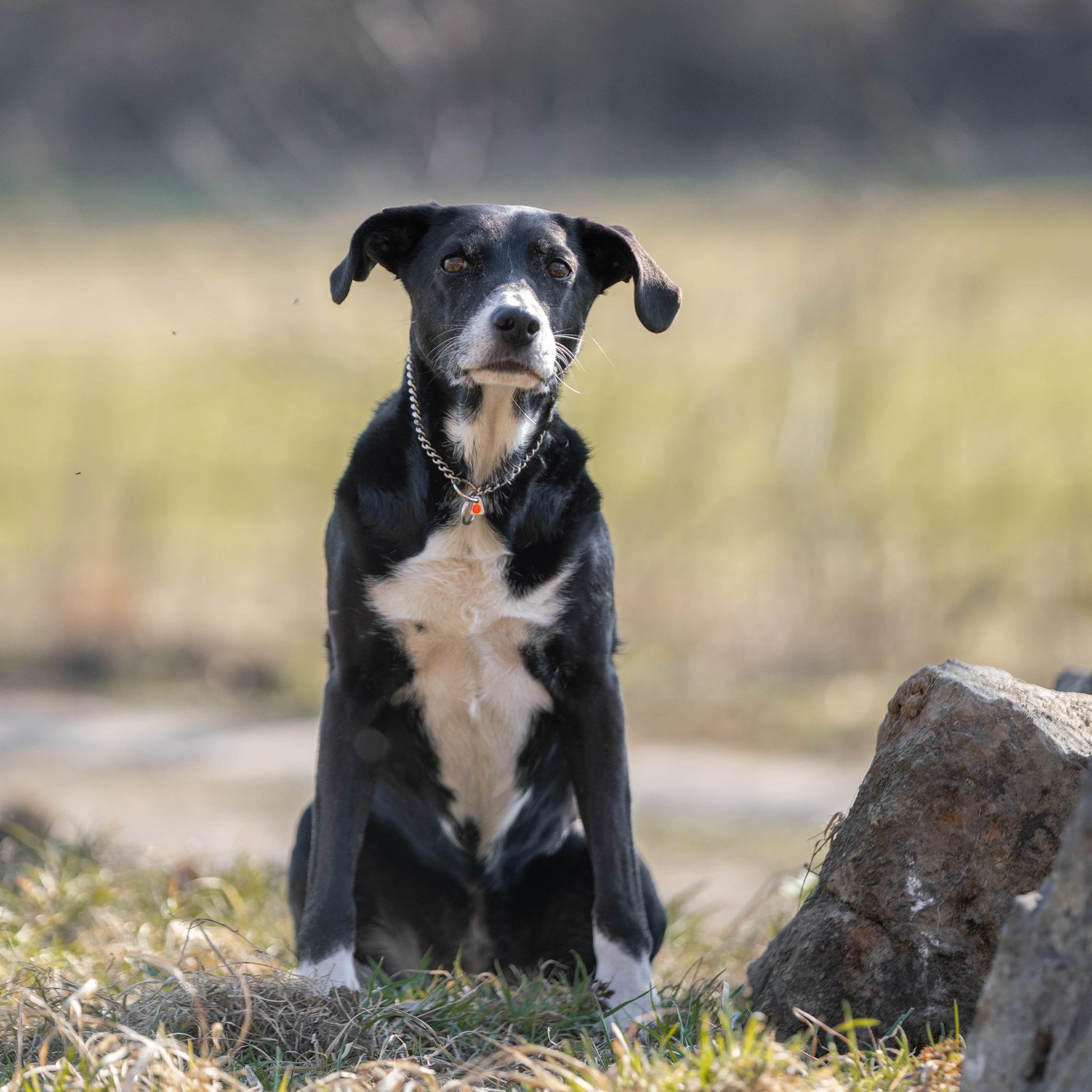 Hund mit Edelstahl Kettenhalsband auf der Wiese