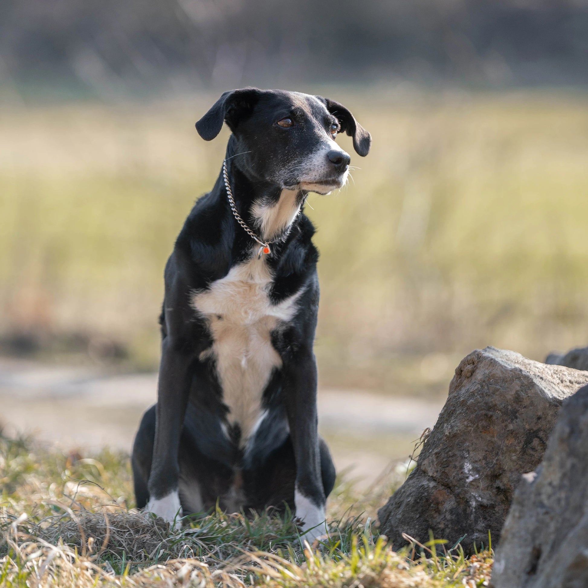 Hund mit Edelstahl Kettenhalsband auf der Wiese