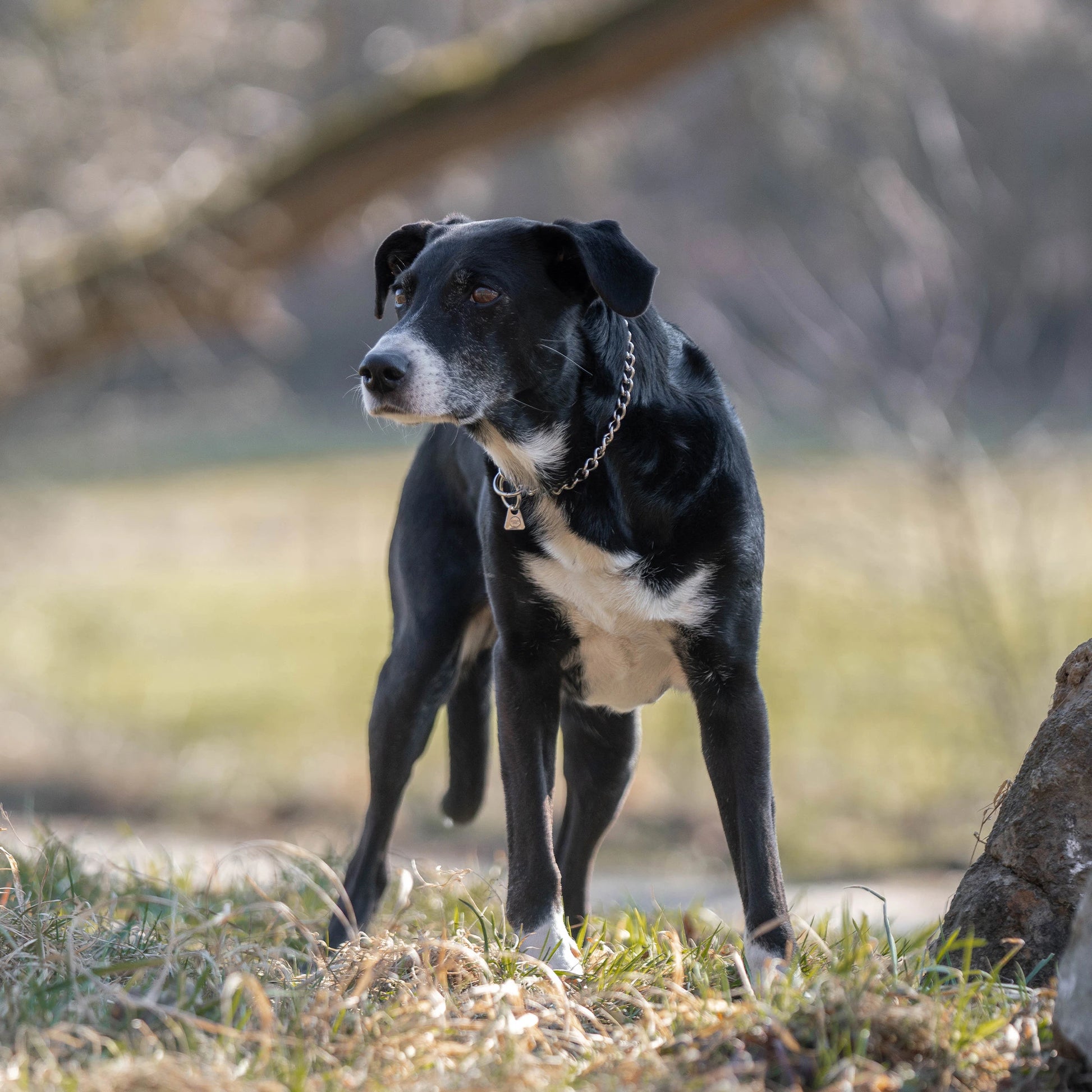 Hund mit Edelstahl Kettenhalsband auf der Wiese