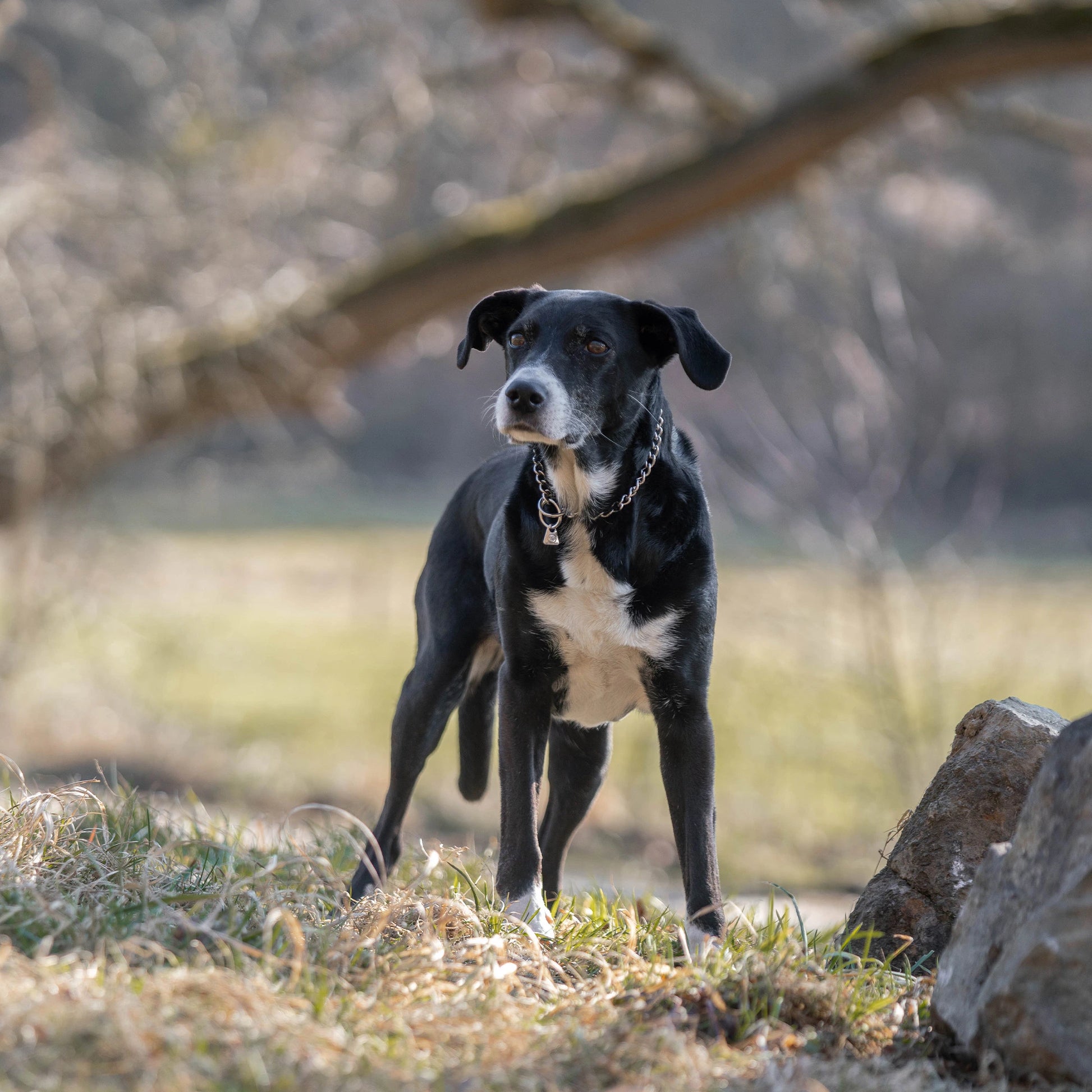Hund mit Edelstahl Kettenhalsband auf der Wiese