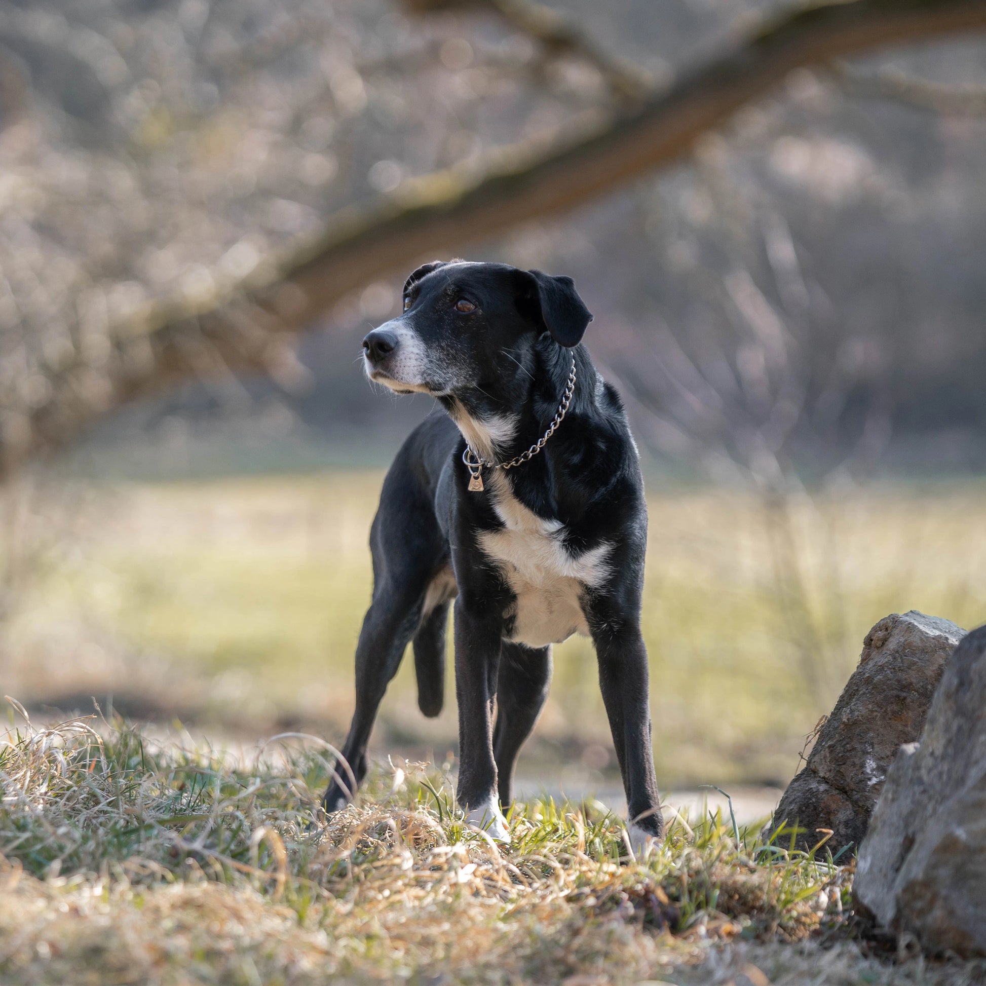 Hund mit Edelstahlkettenhalsband auf der Wiese