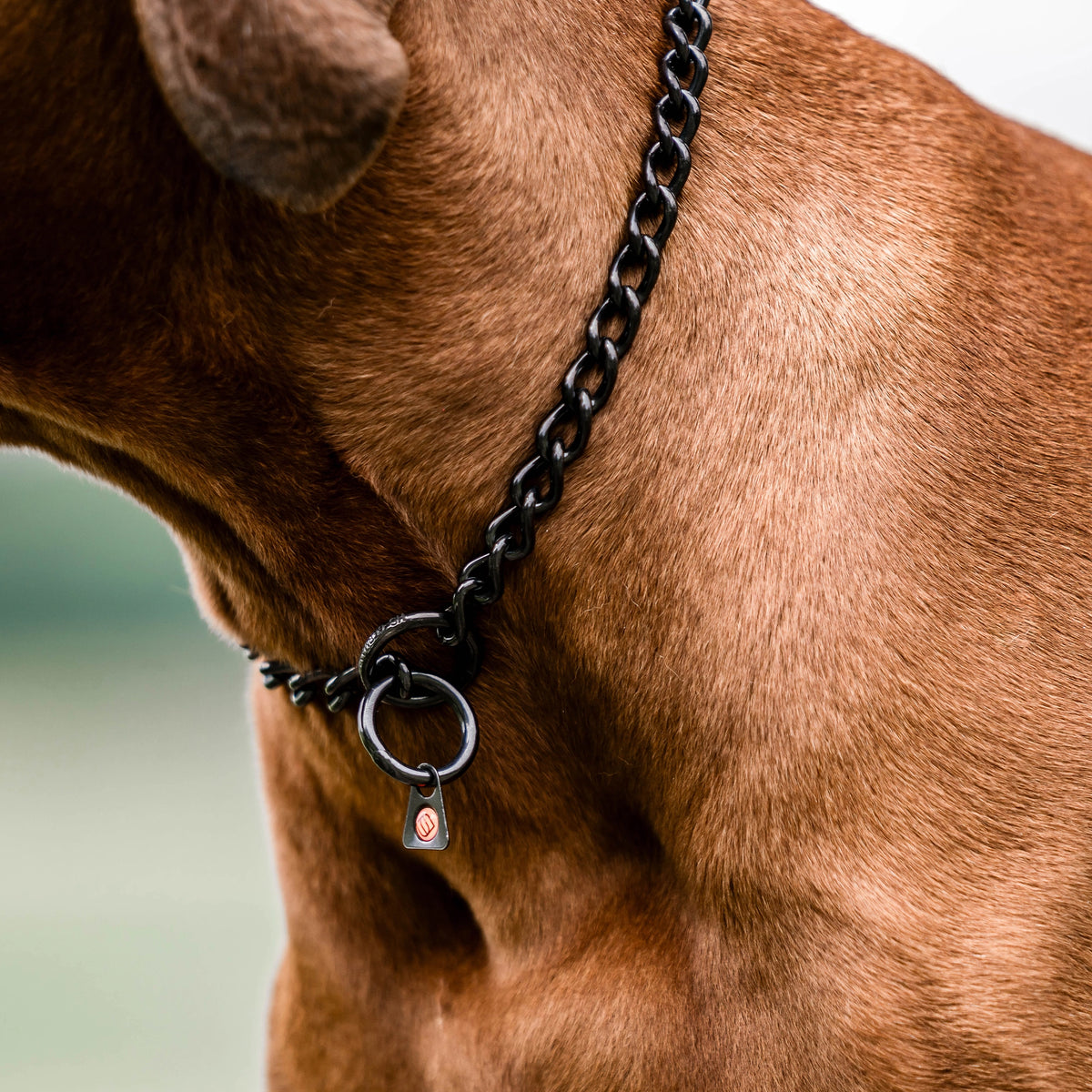 Nahaufnahme Kettenhalsband Edelstahl schwarz am Hund