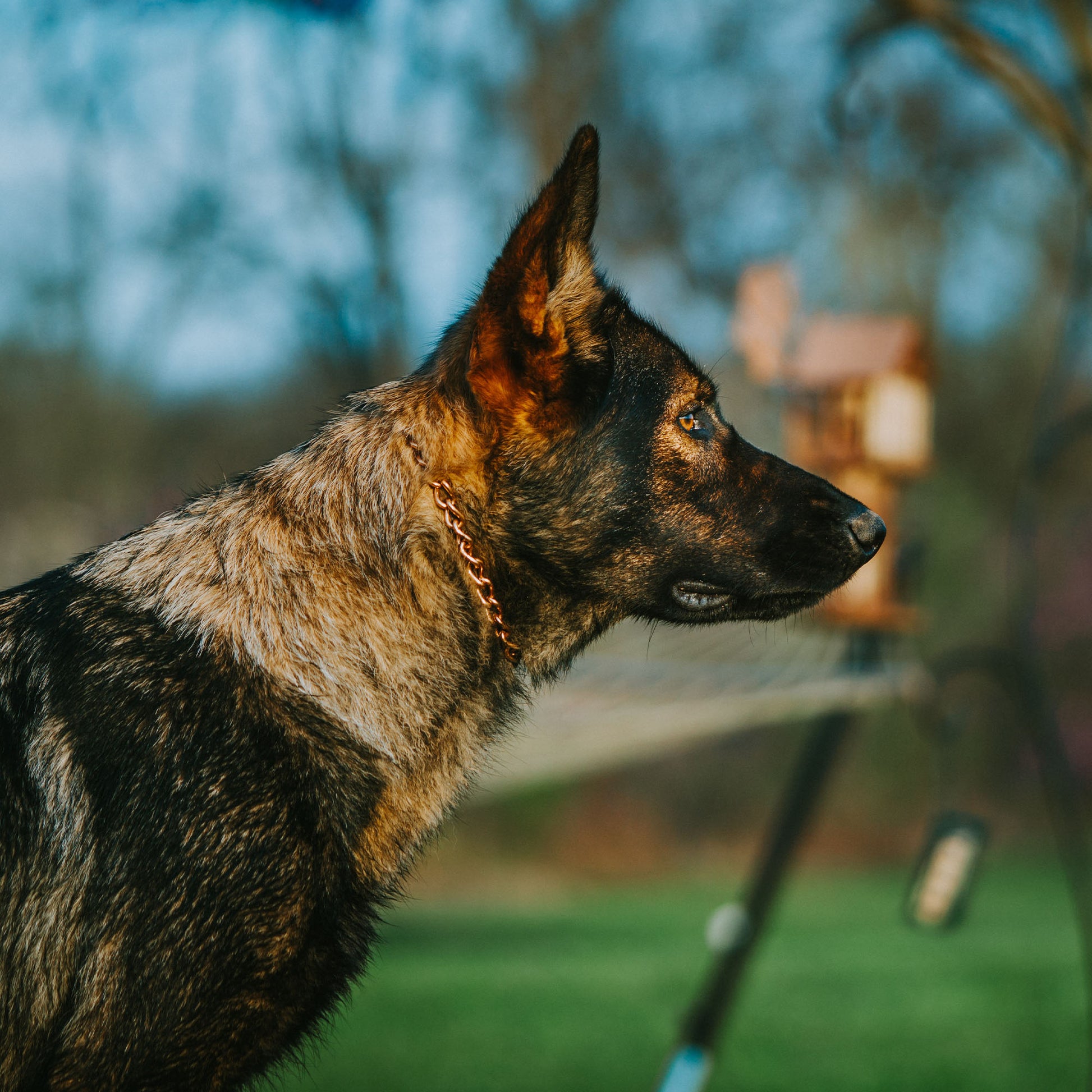 Hund mit Curogan Kettenhalsband