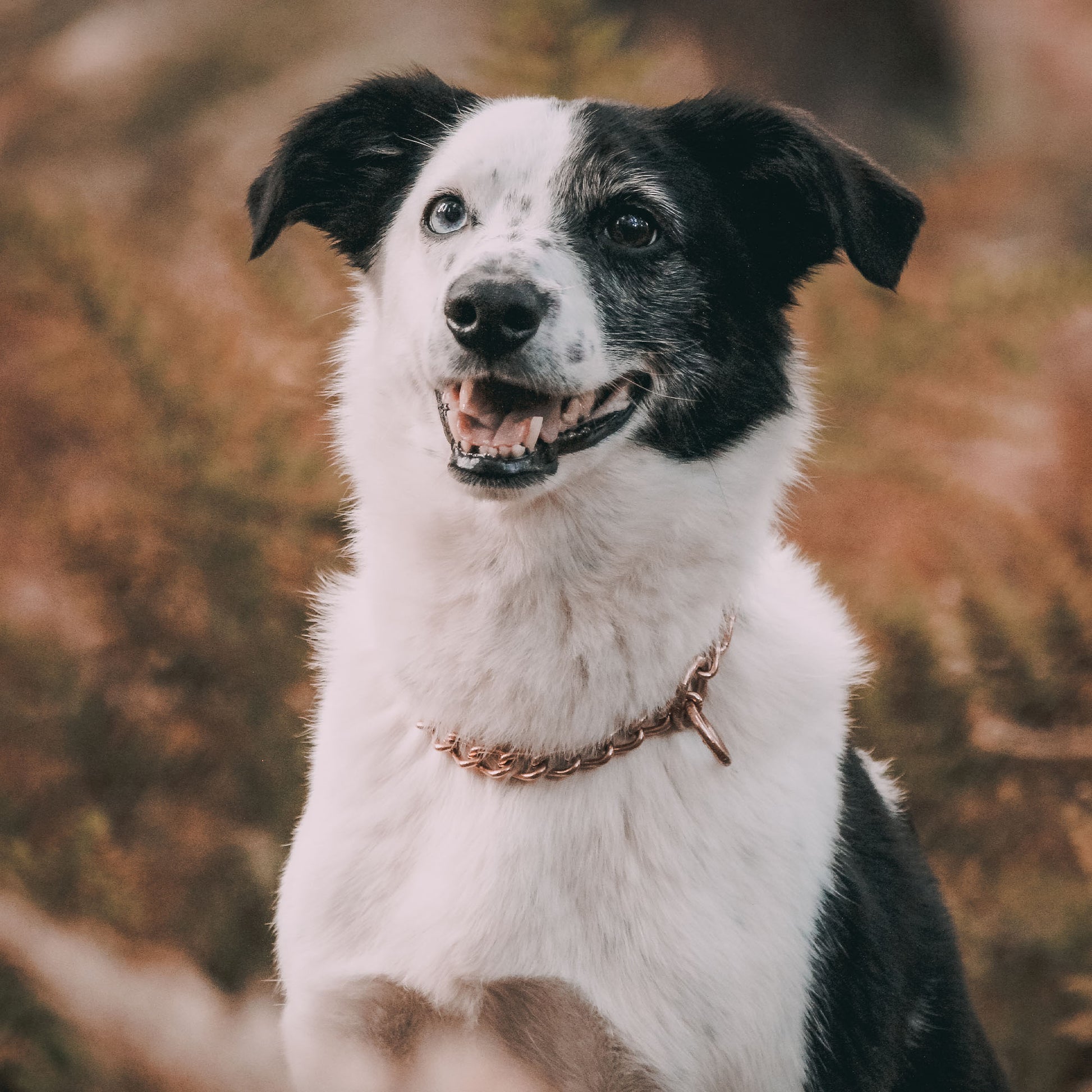 Hund mit Curogan Kettenhalsband