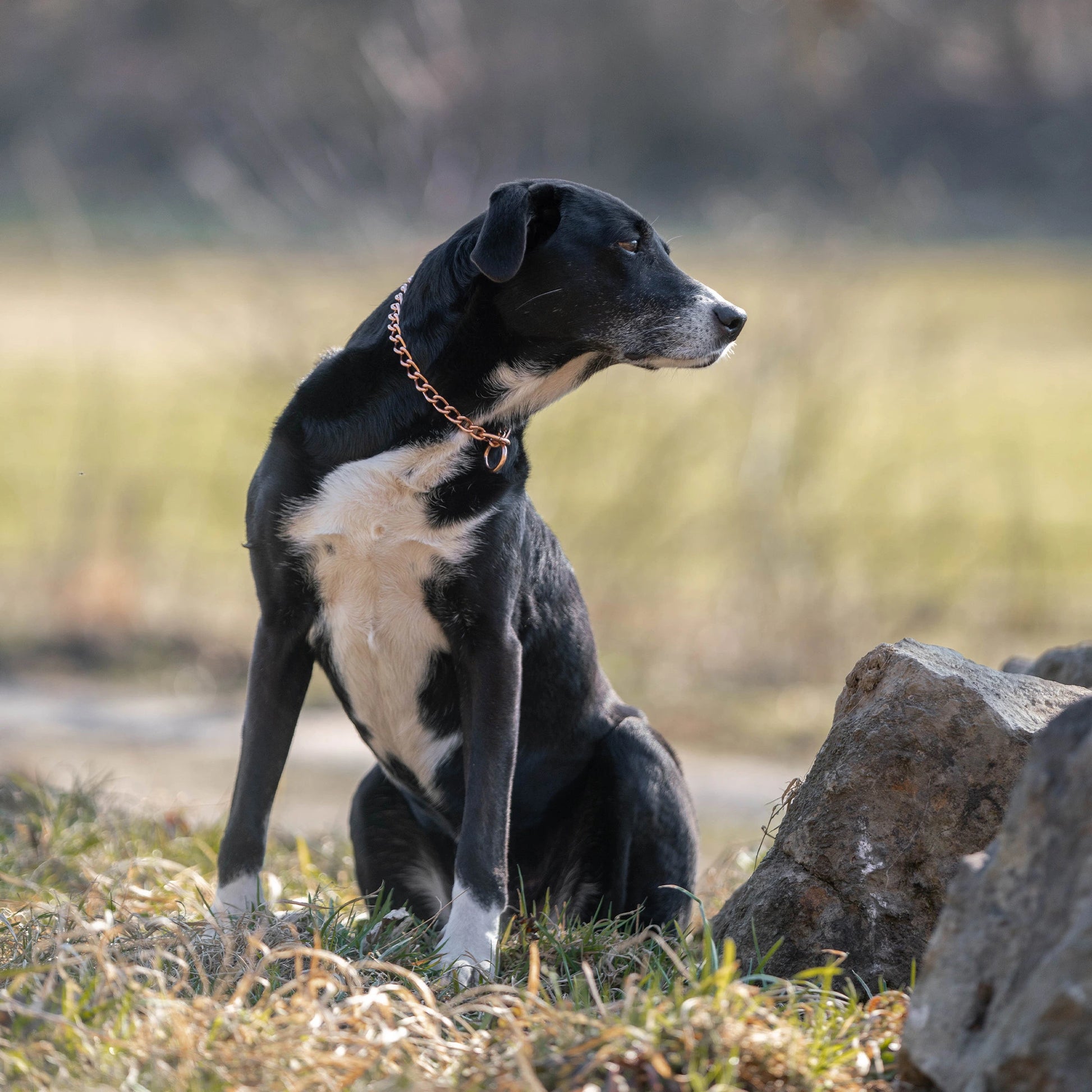 Hund mit Curogan Kettenhalsband auf der Wiese sitzend