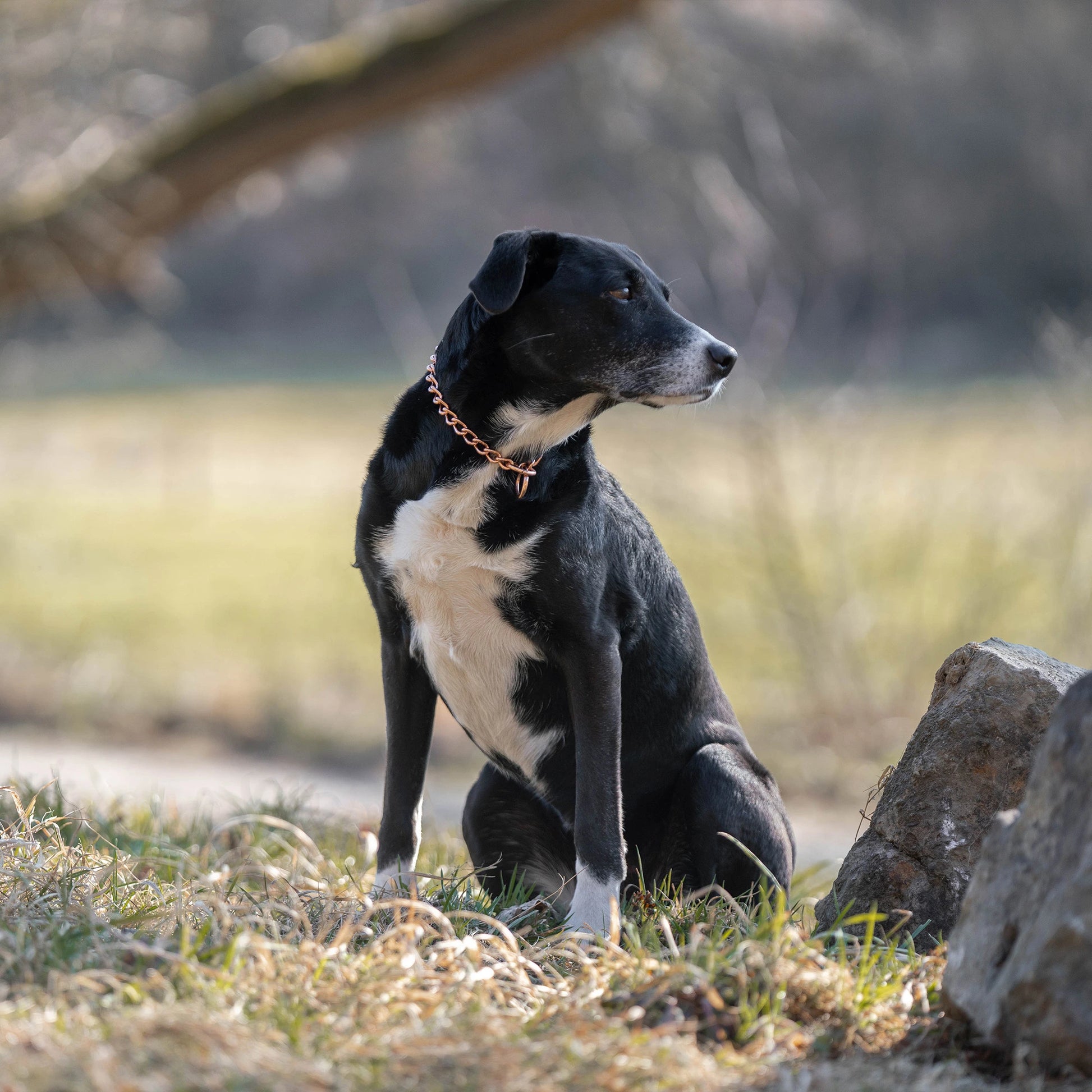 Hund mit Curogan Kettenhalsband auf der Wiese sitzend