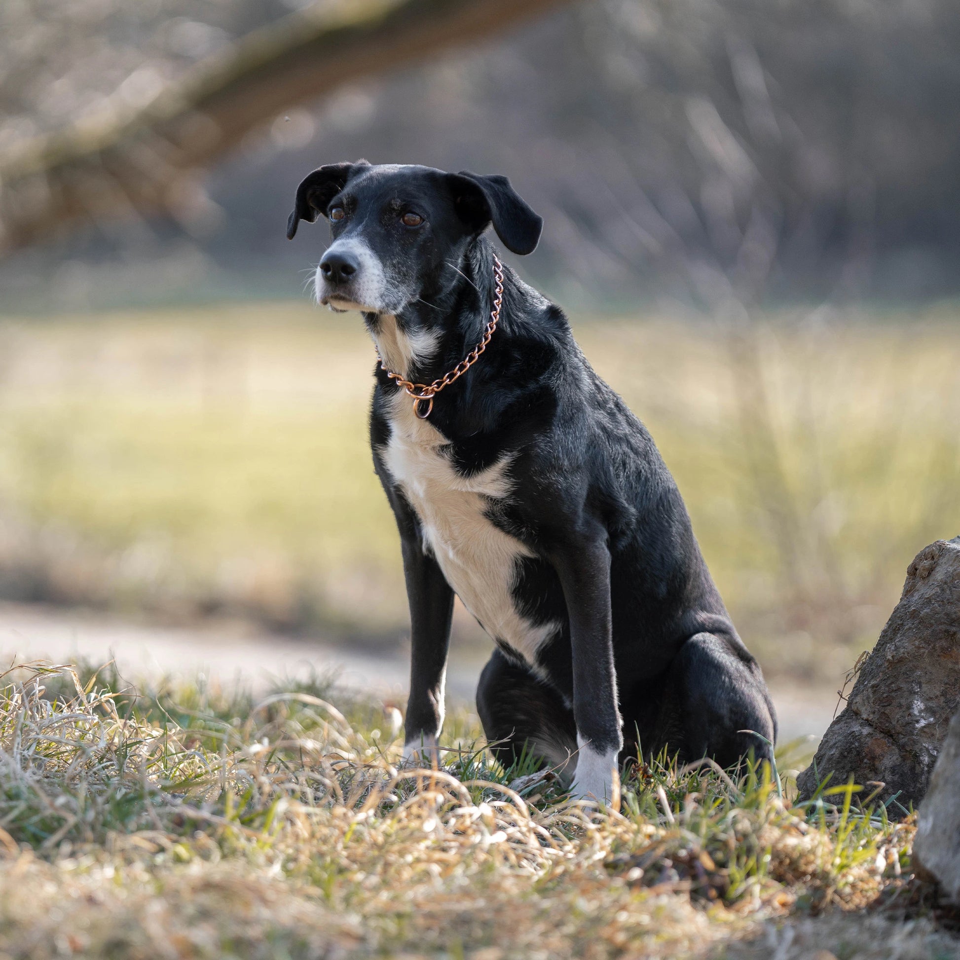 Hund mit Curogan Kettenhalsband uf der Wiese sitzend
