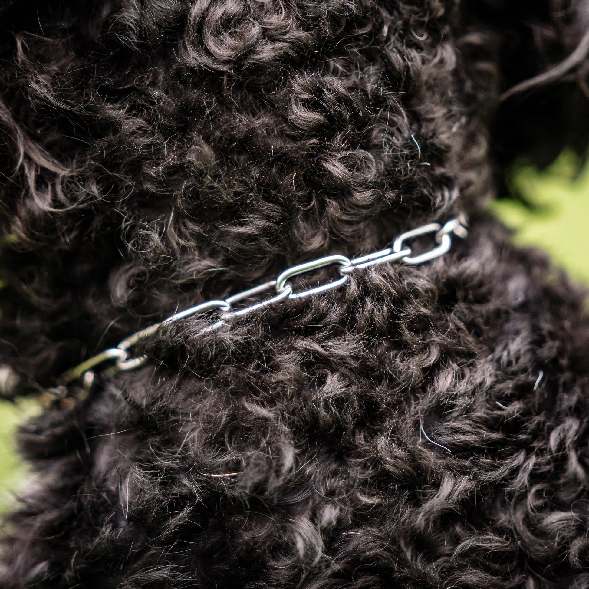 Nahaufnahme Edelstahl Kettenhalsband am Hund